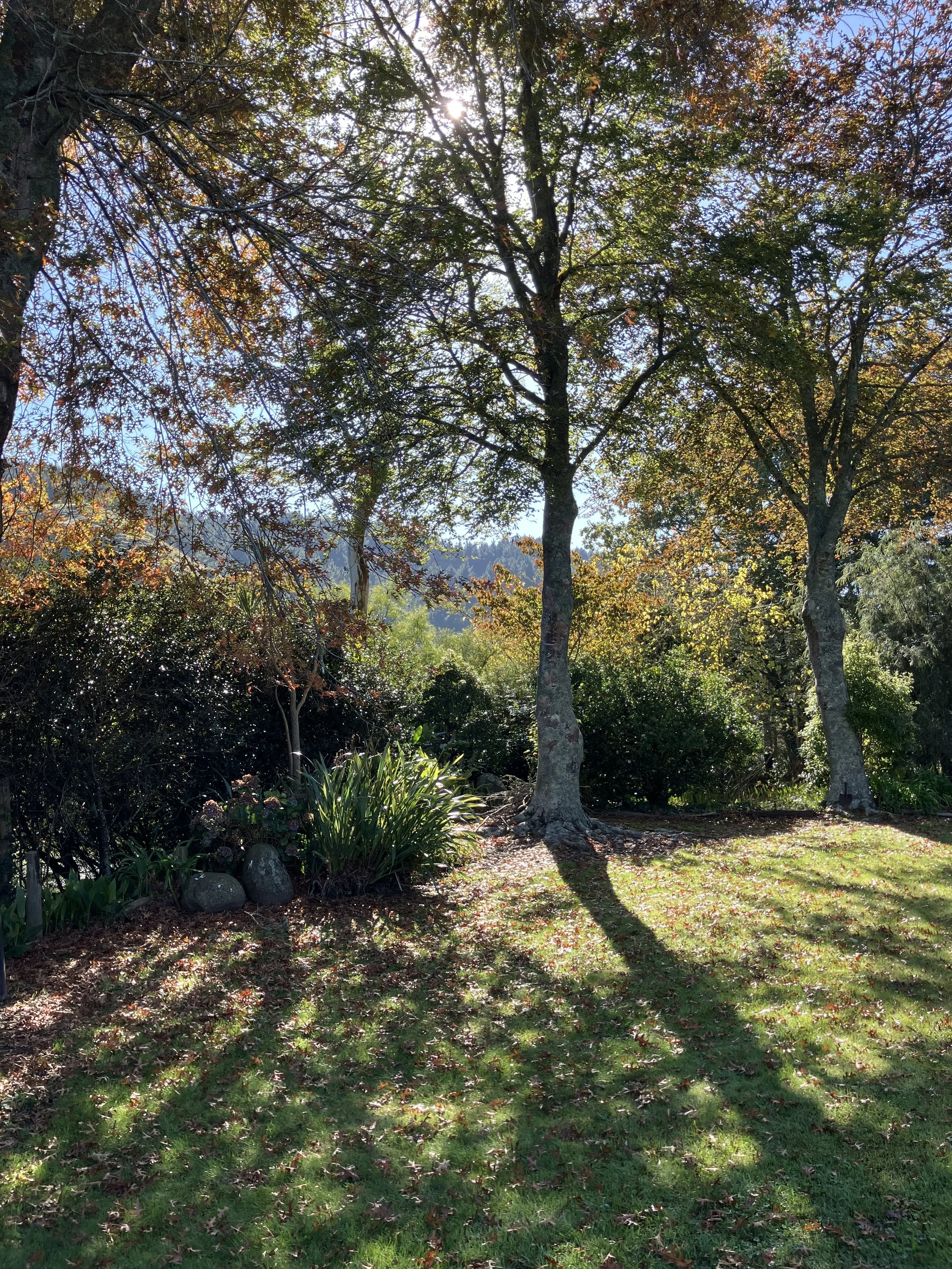 IMG_1359.jpeg