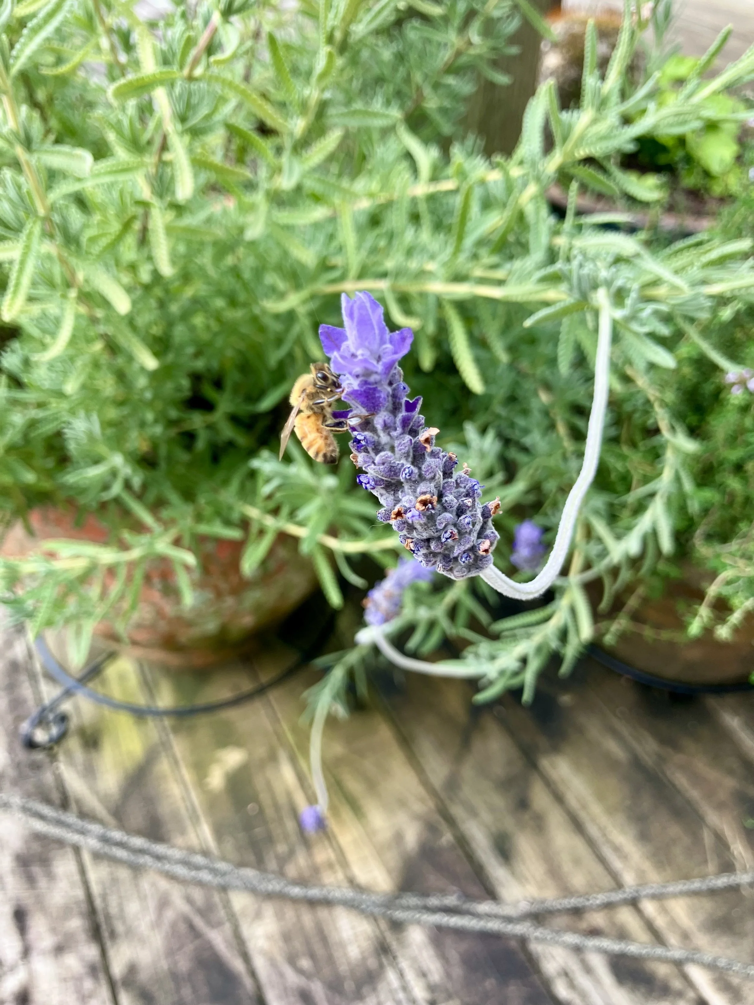 IMG_2506.jpeg