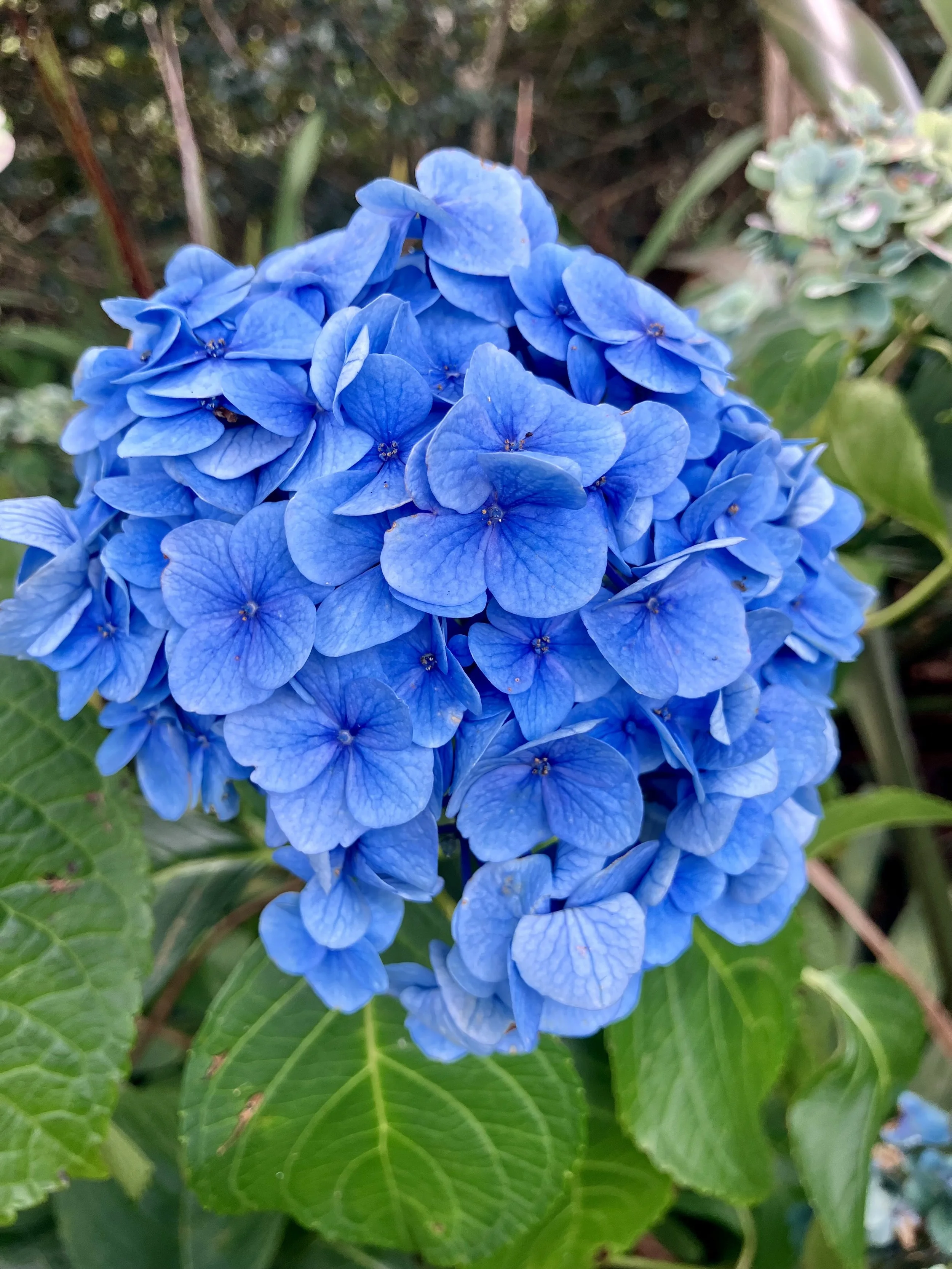 IMG_0544.jpeg