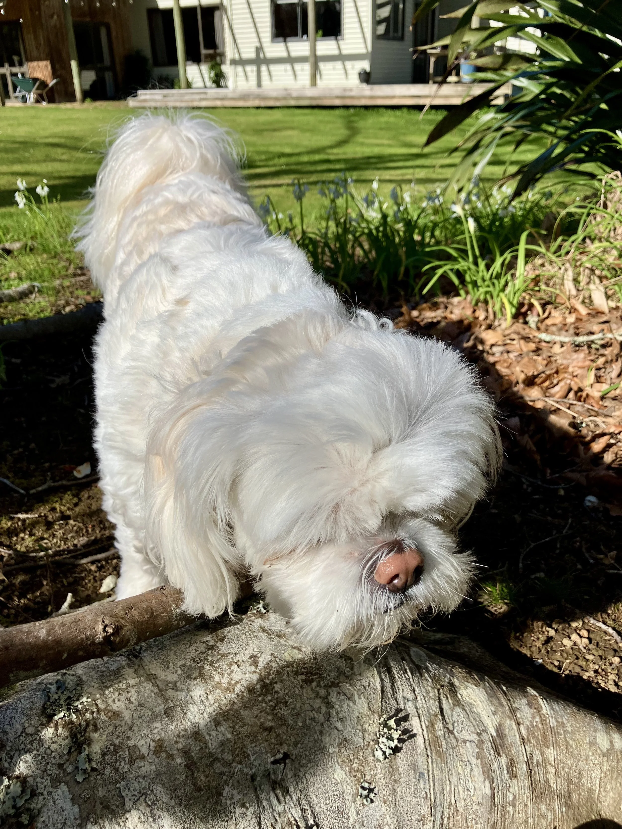 IMG_2555.jpeg