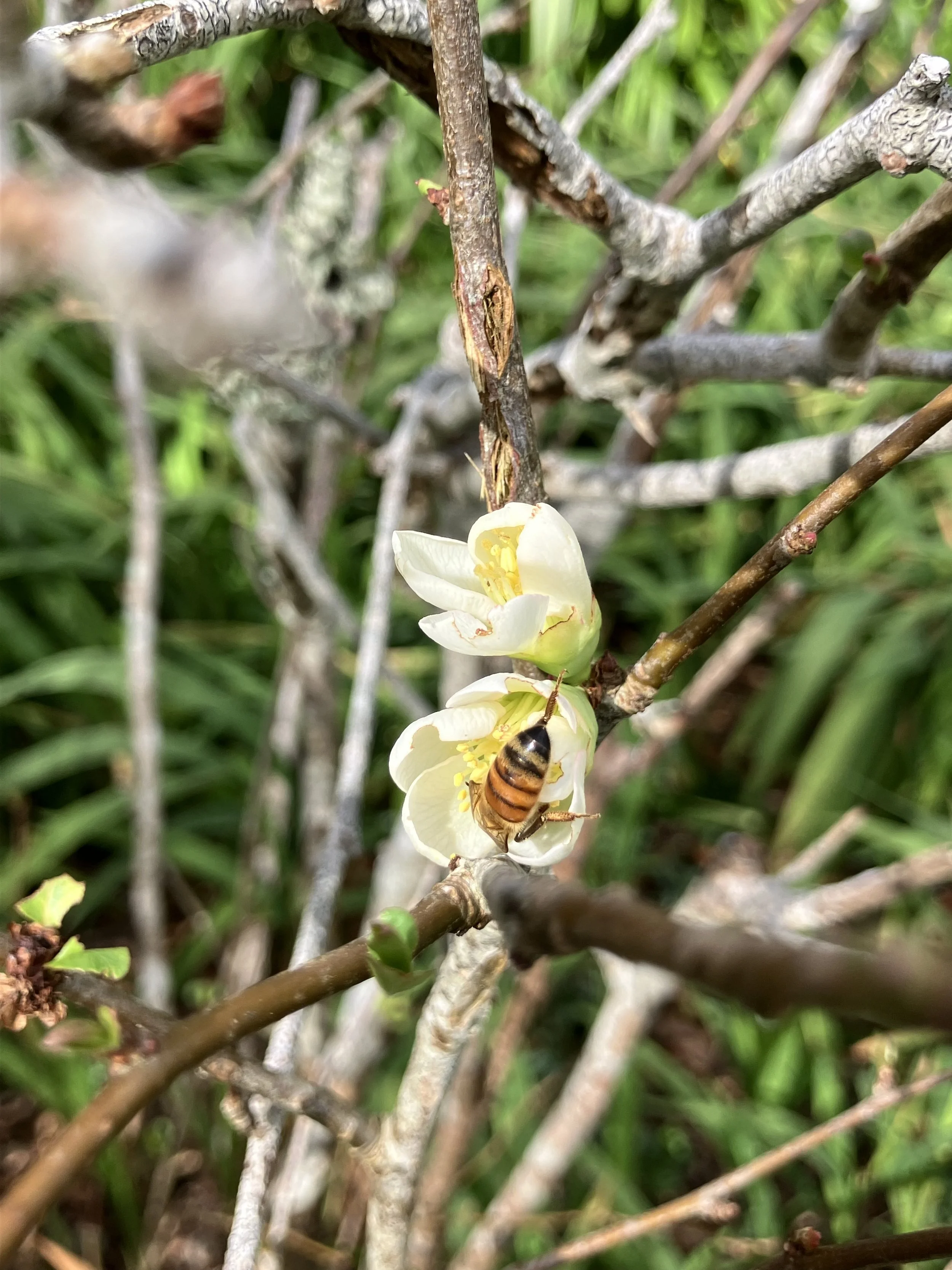 IMG_2365.jpeg