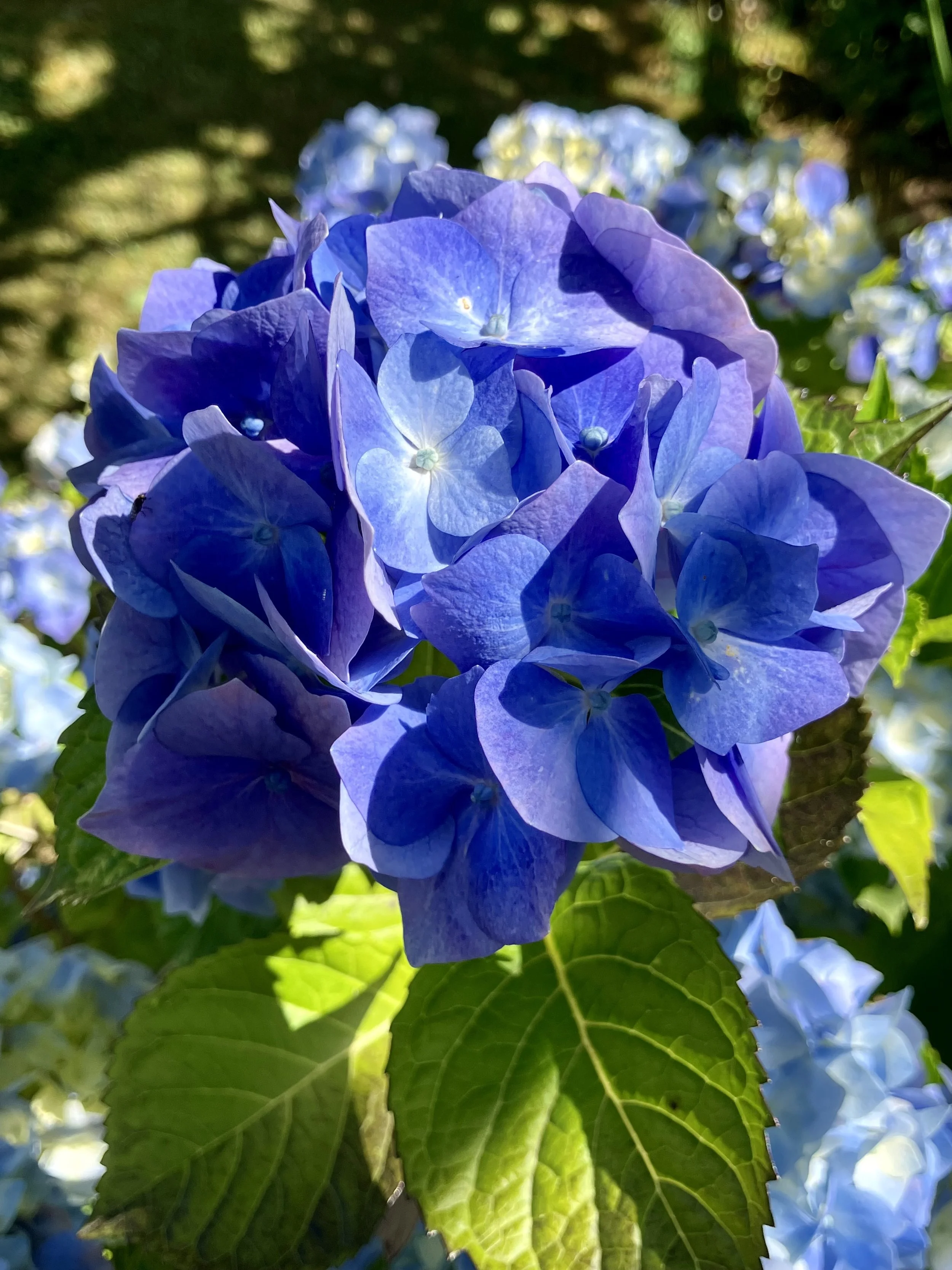 IMG_0055.jpeg