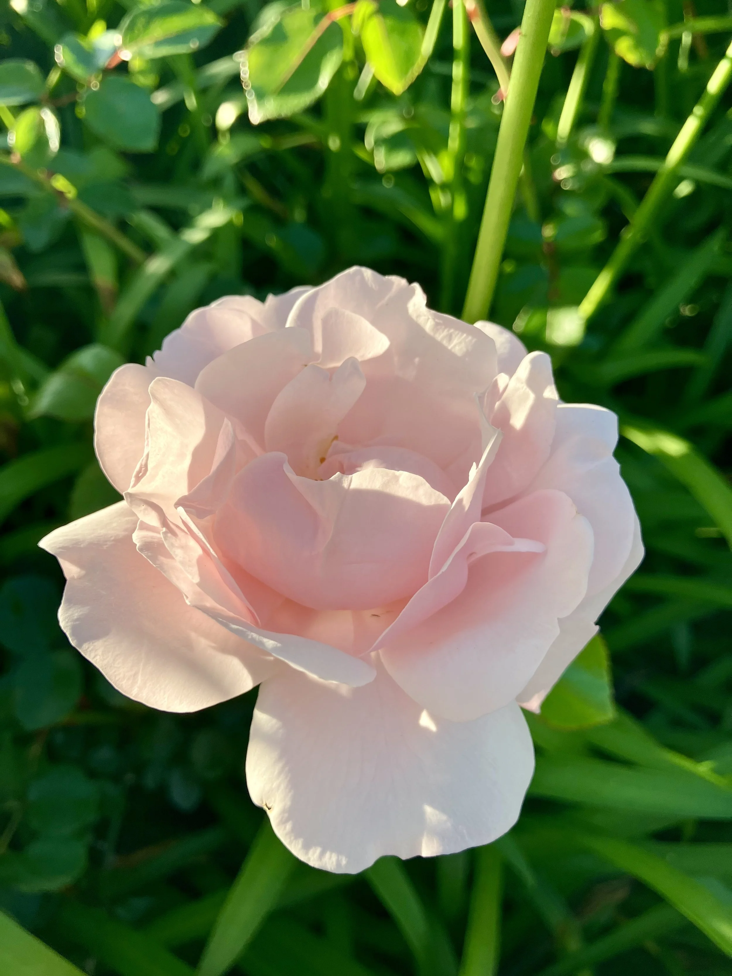 IMG_9693.jpeg