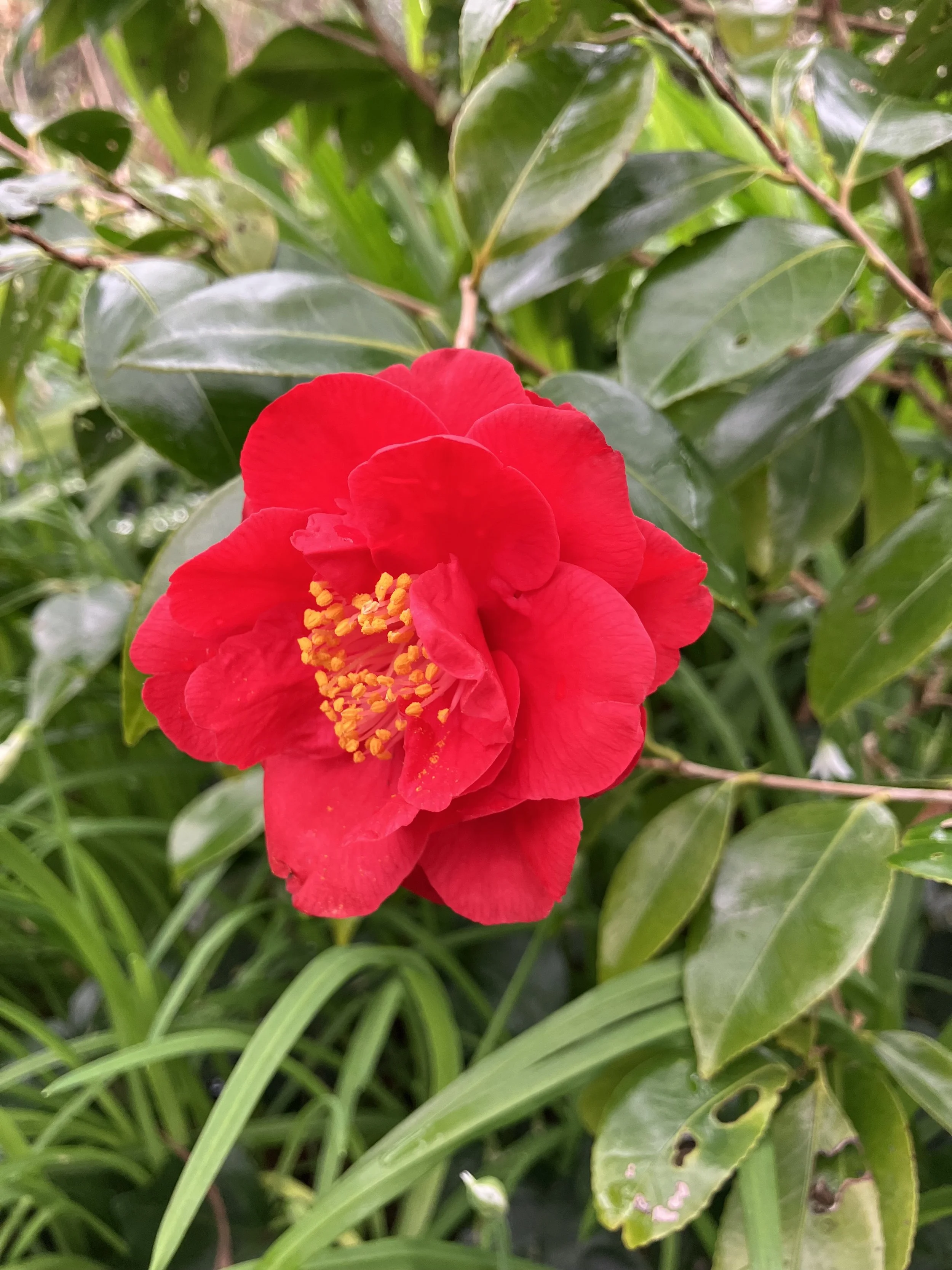 IMG_2462.jpeg