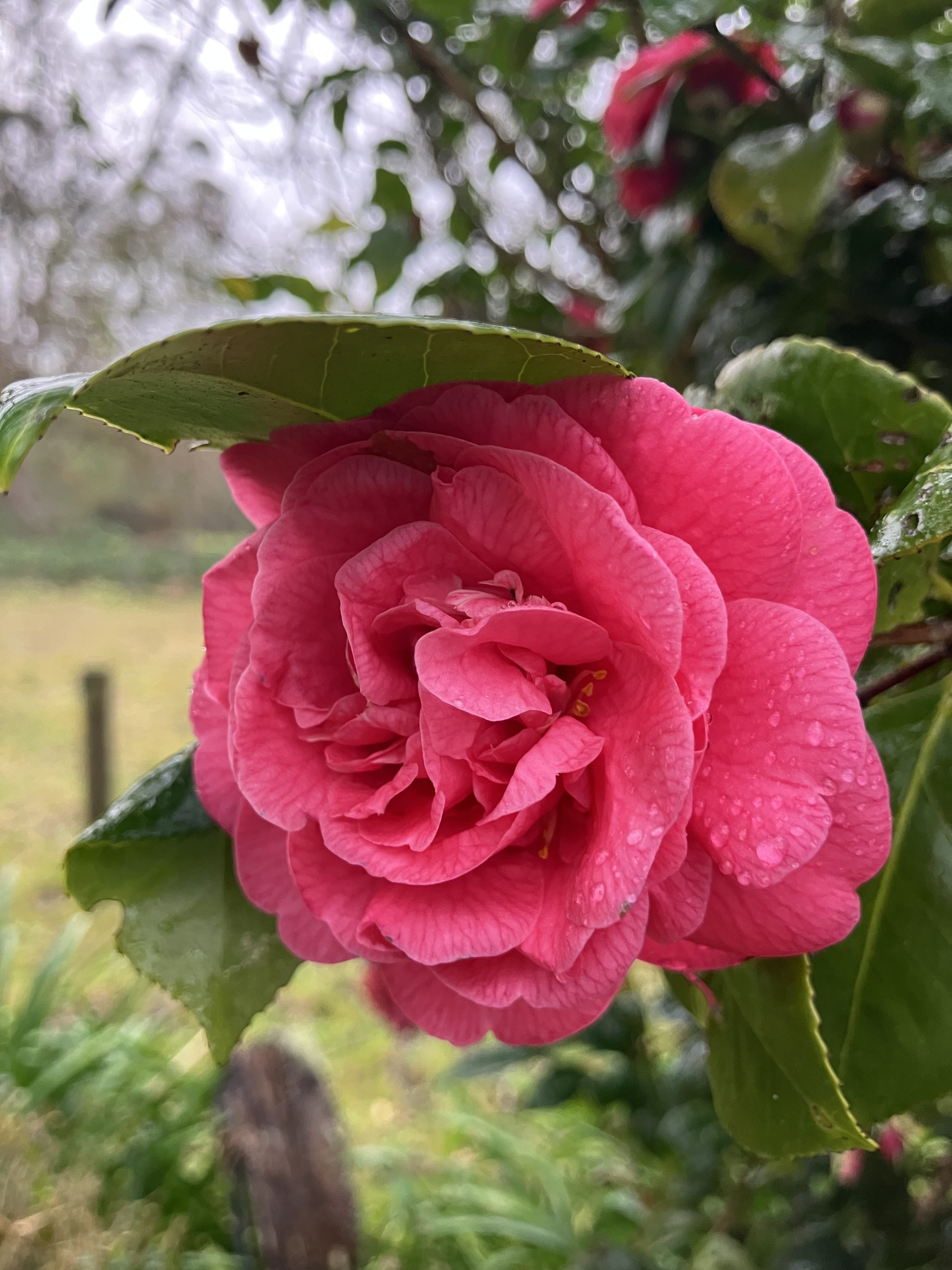 IMG_2358.jpeg
