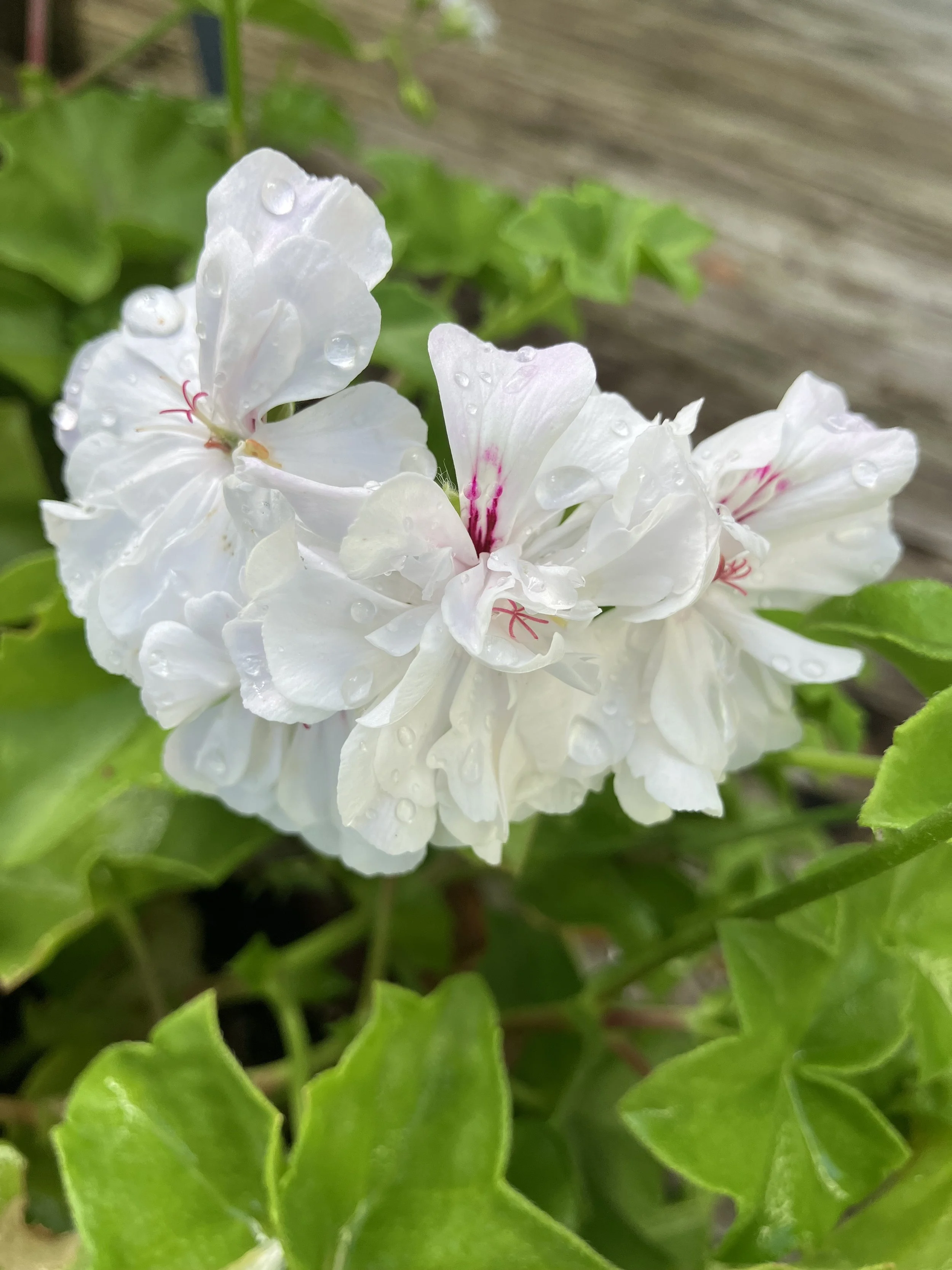 IMG_0387.jpeg
