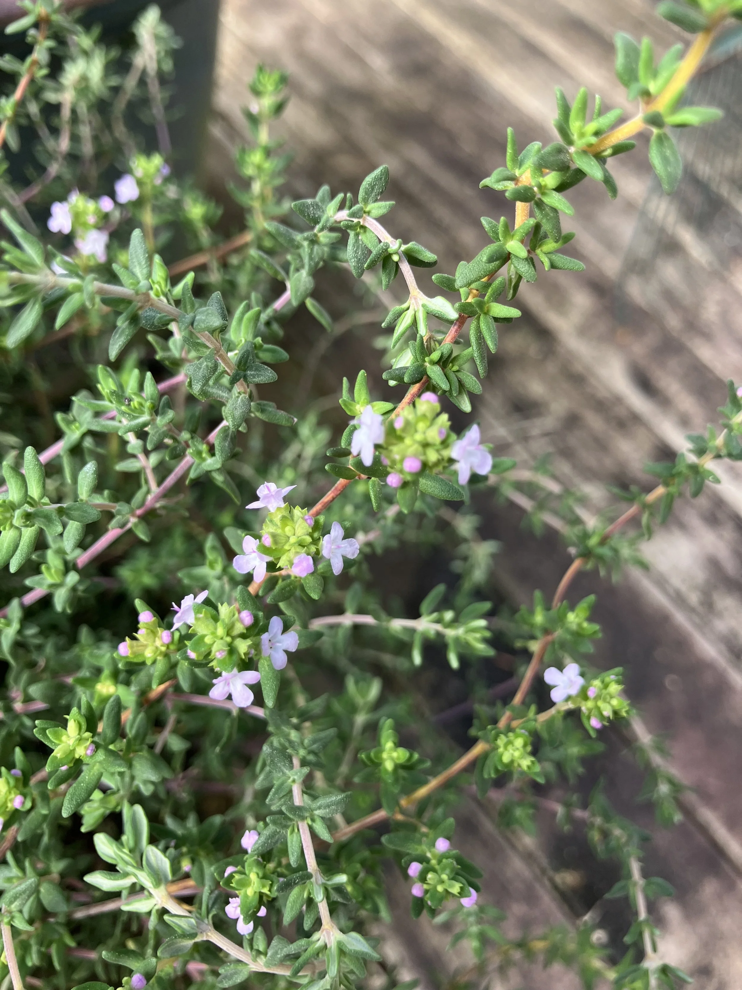 IMG_2370.jpeg