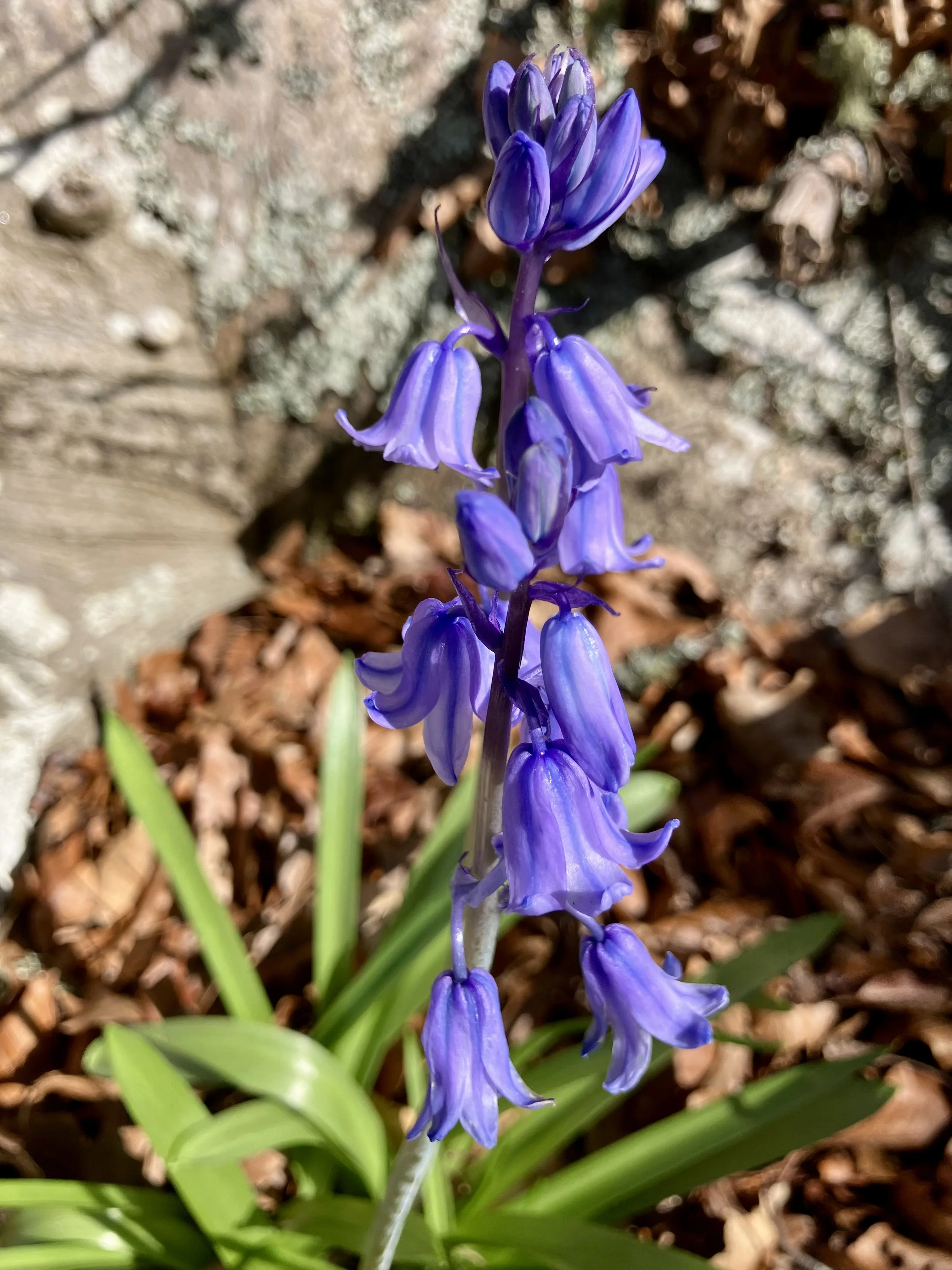 IMG_2546.jpeg