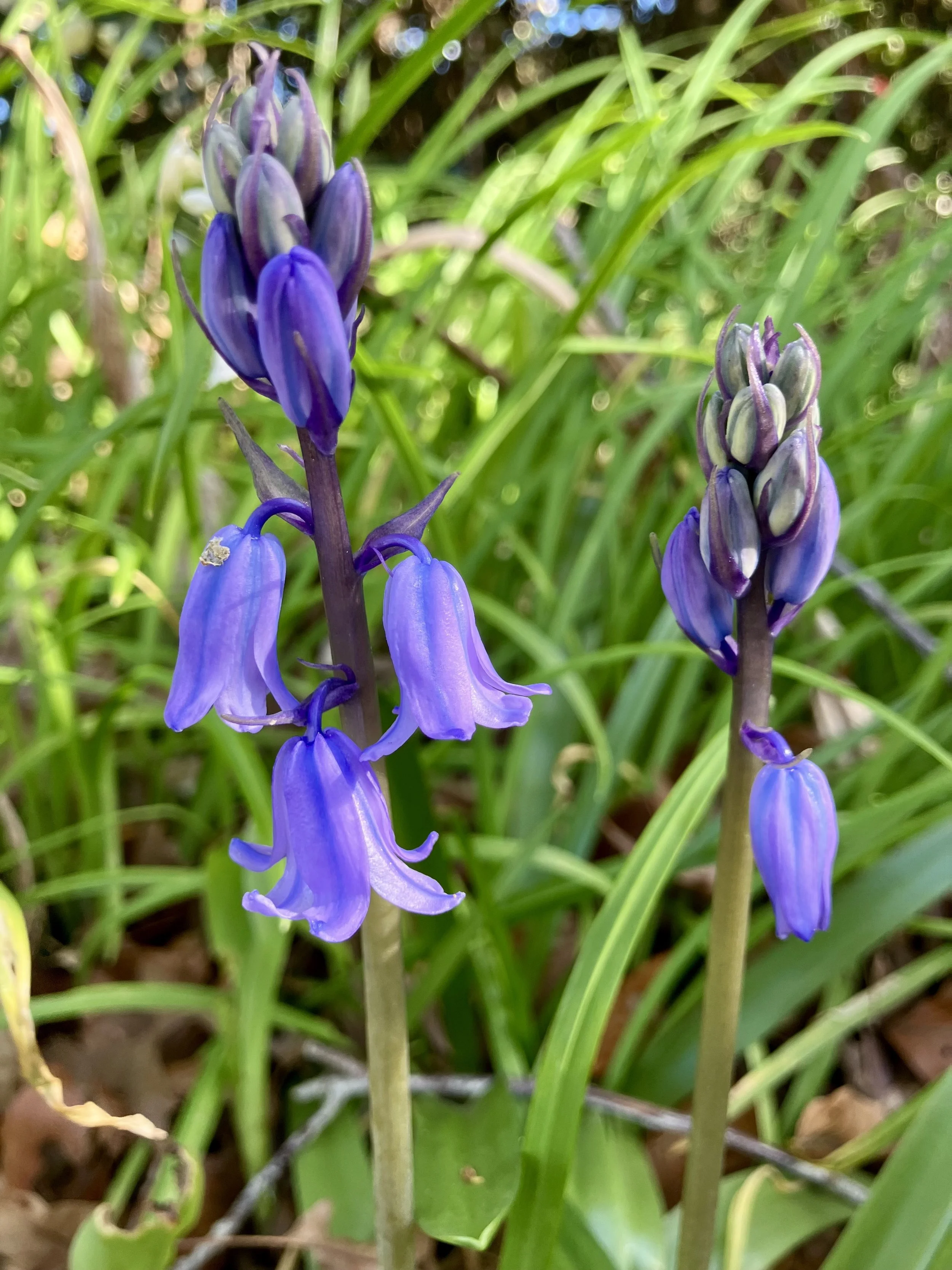 IMG_2548.jpeg