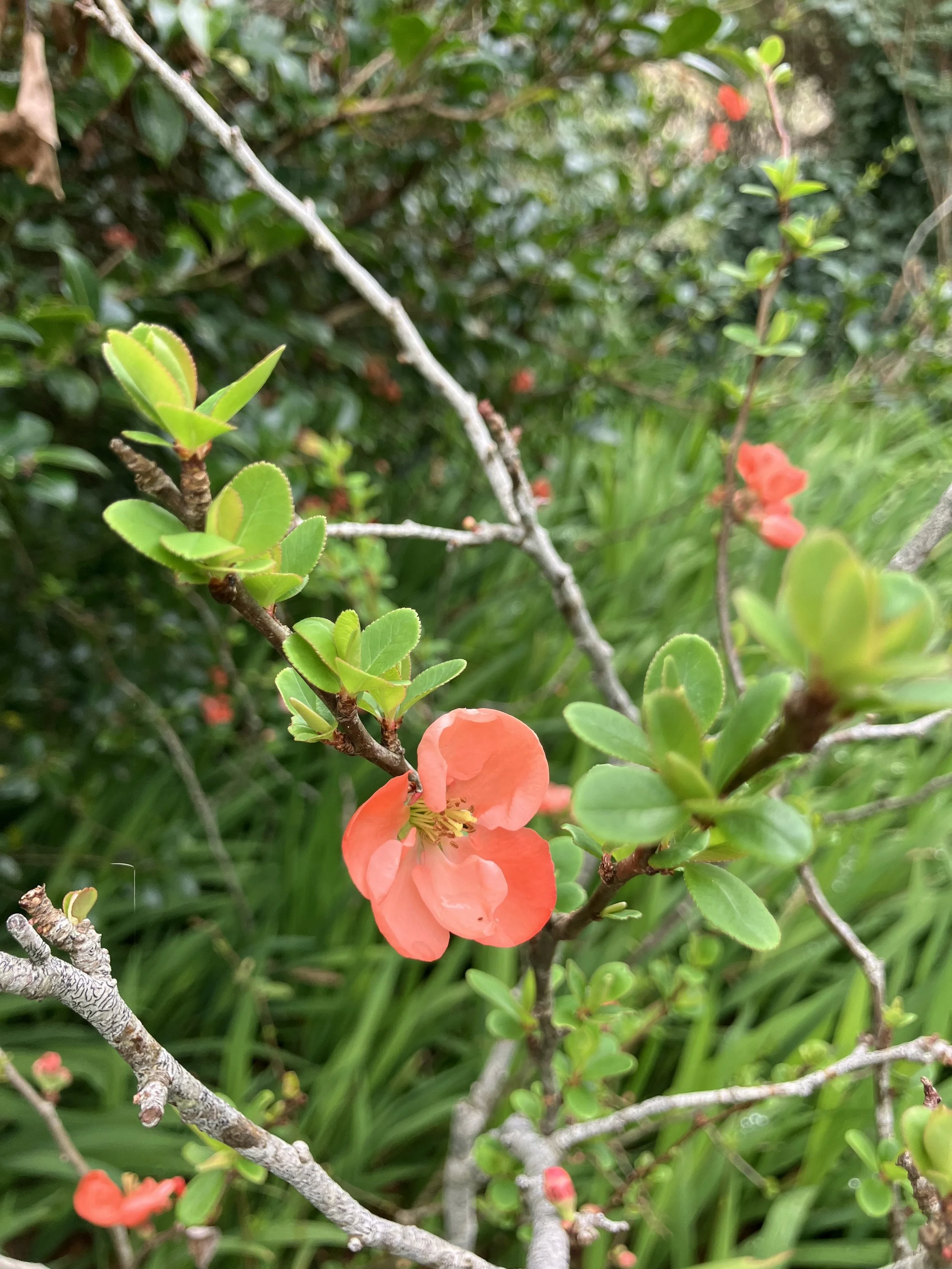 IMG_2459.jpeg