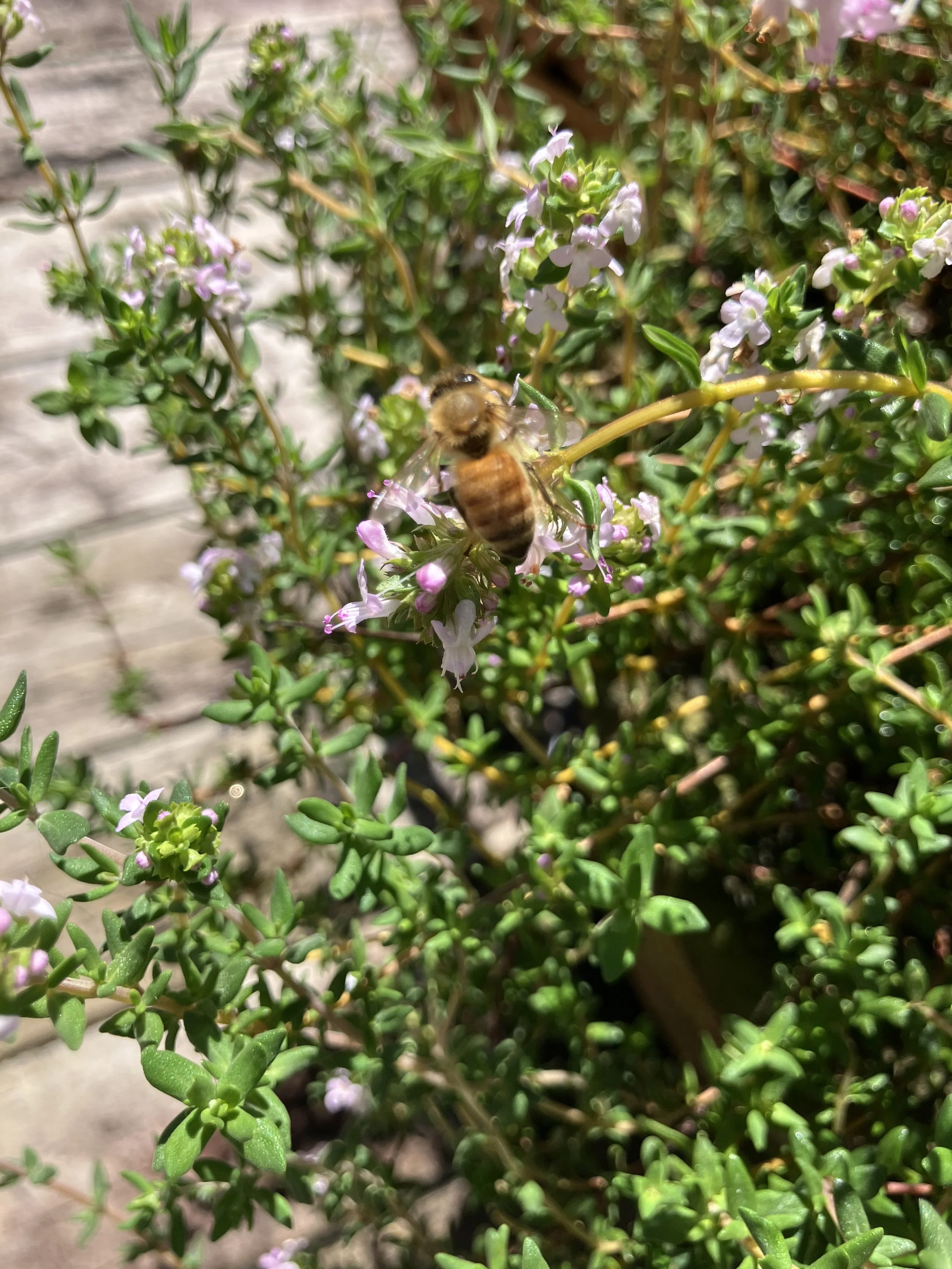 IMG_2680.jpeg