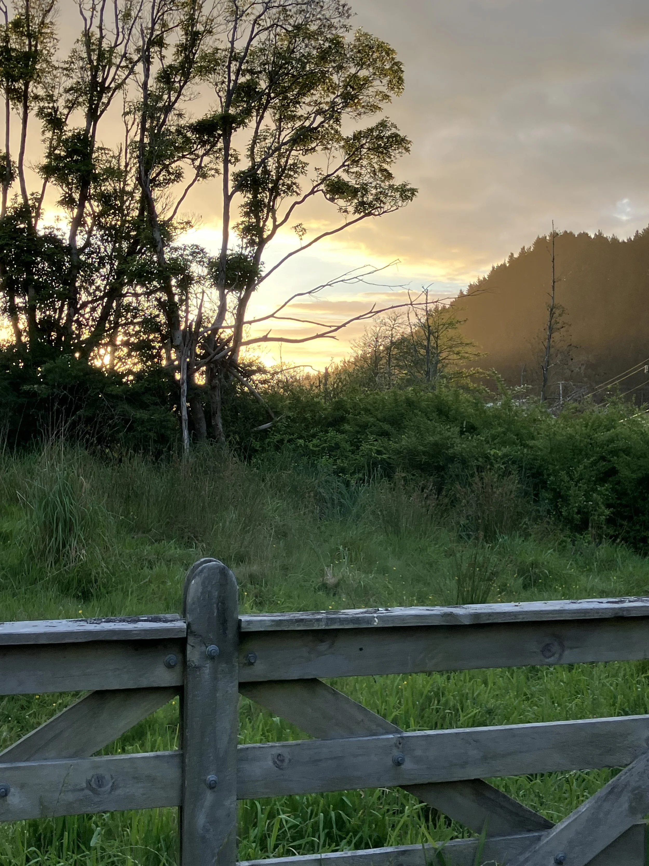 IMG_9628.jpeg
