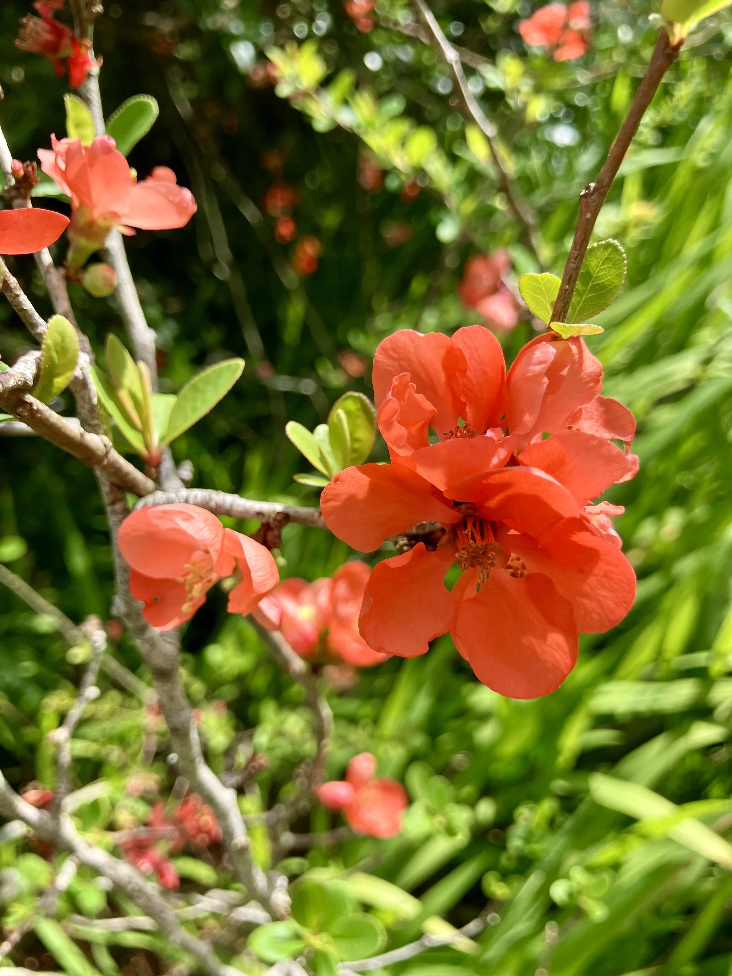 IMG_2486.jpeg