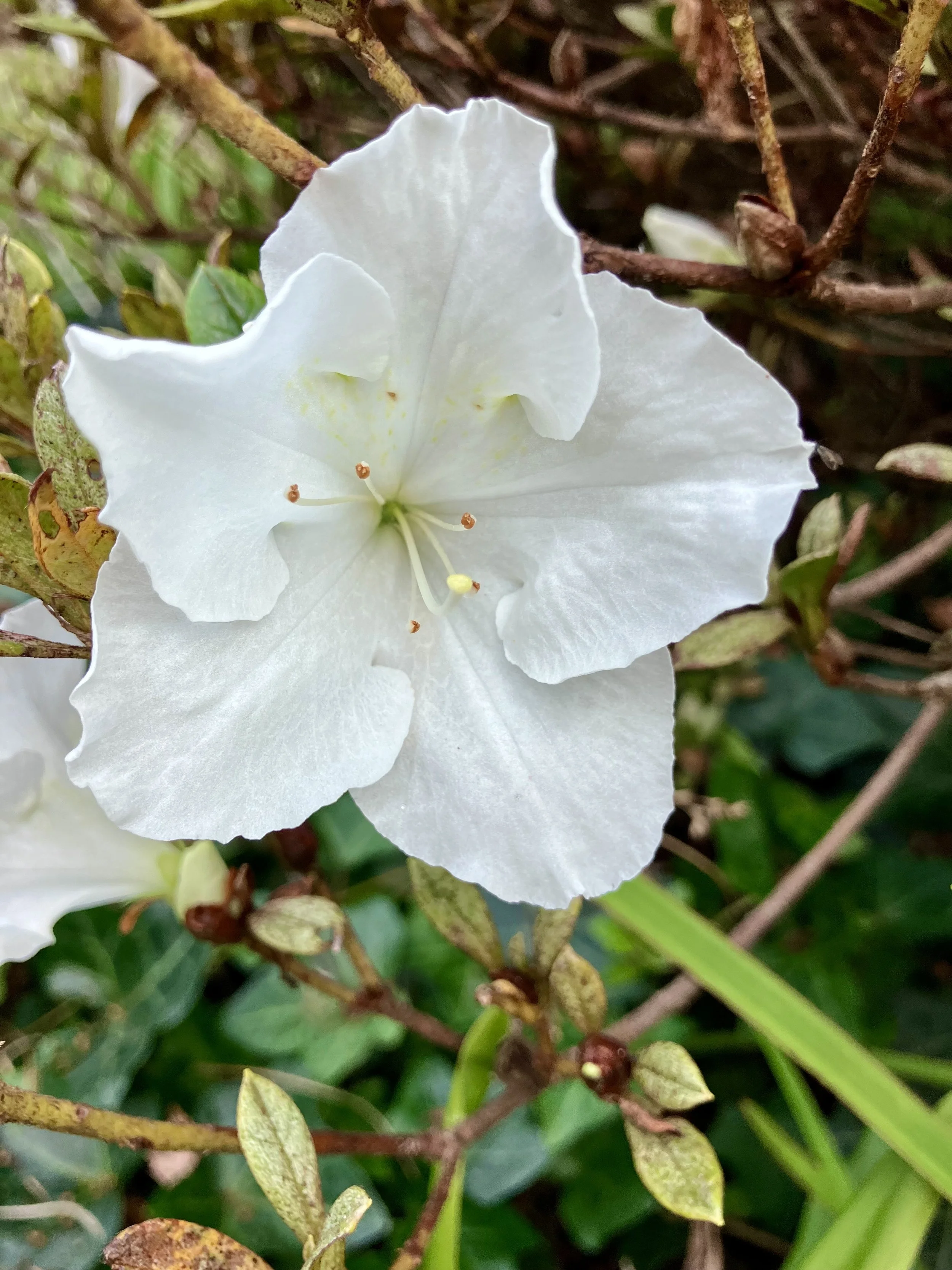IMG_1728.jpeg