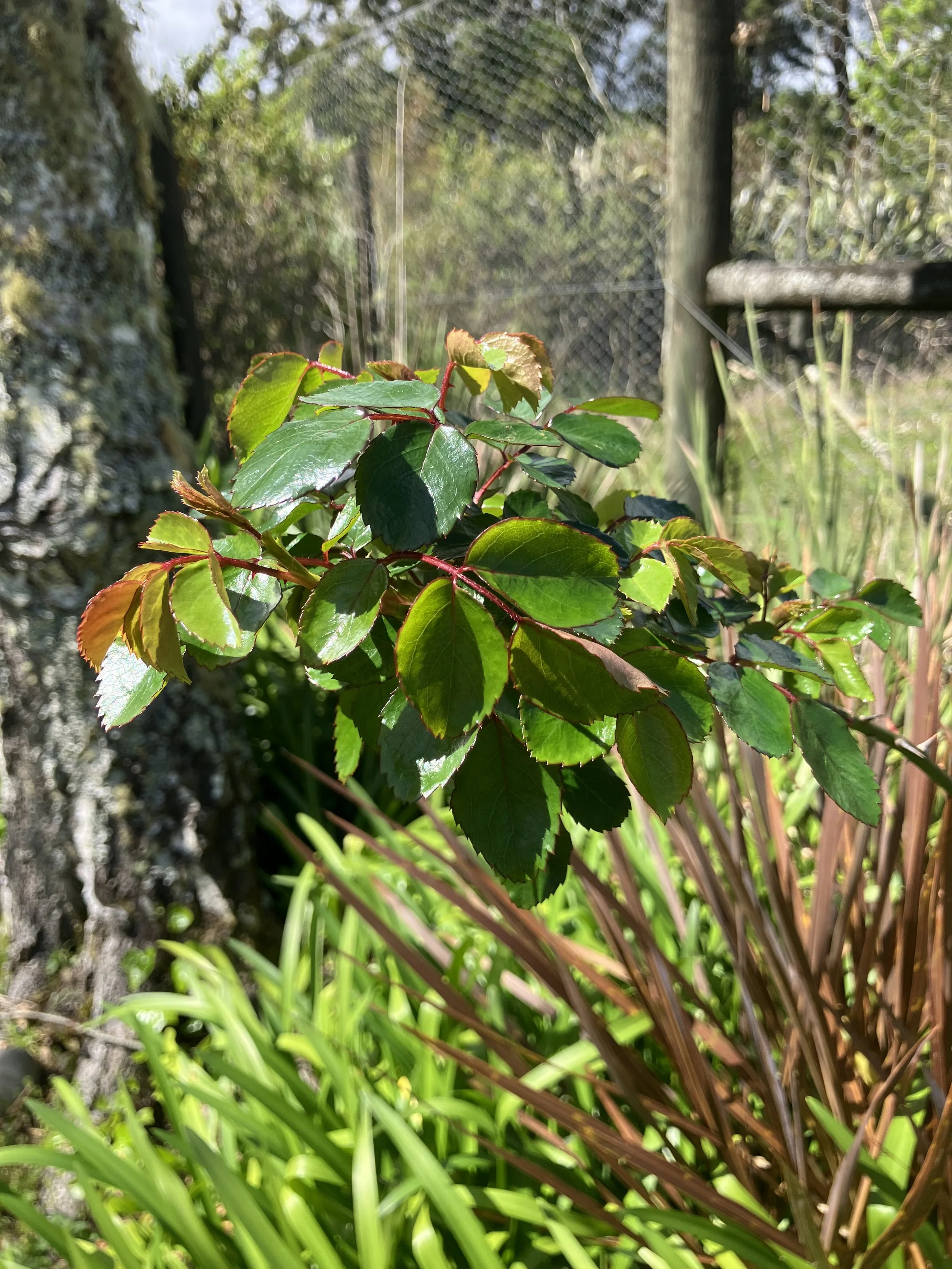 IMG_2664.jpeg