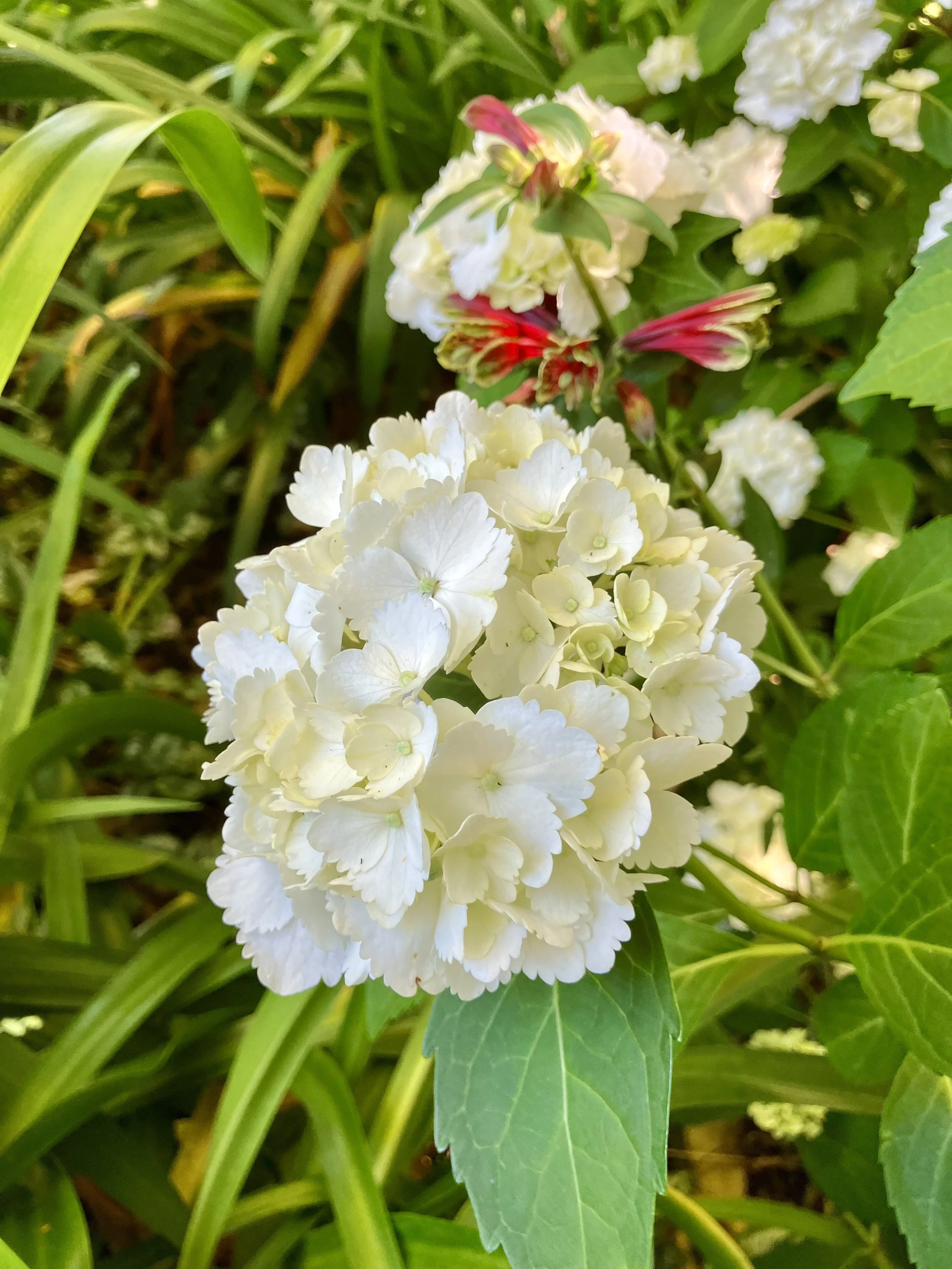IMG_0067.jpeg