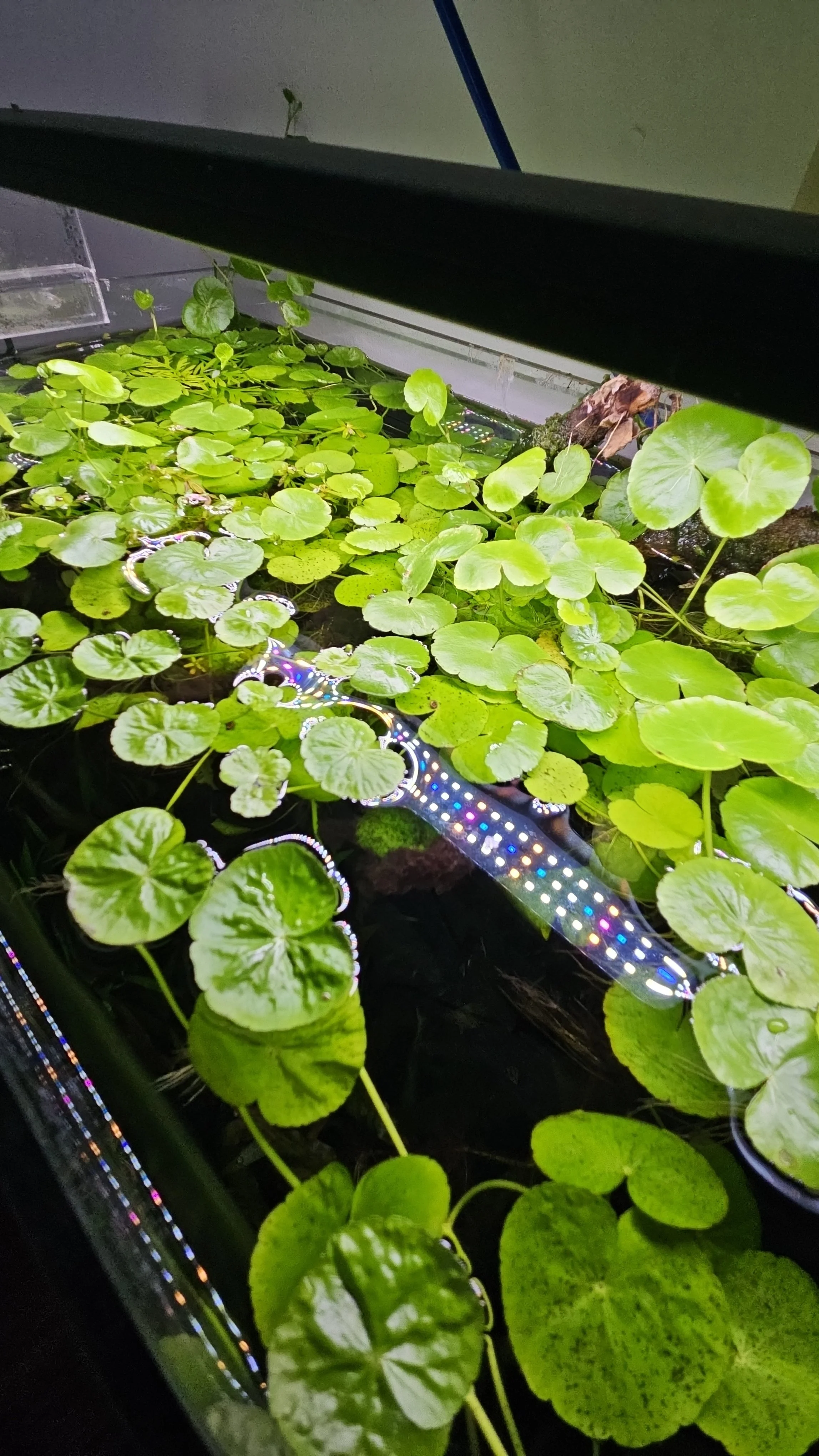 Pennywort