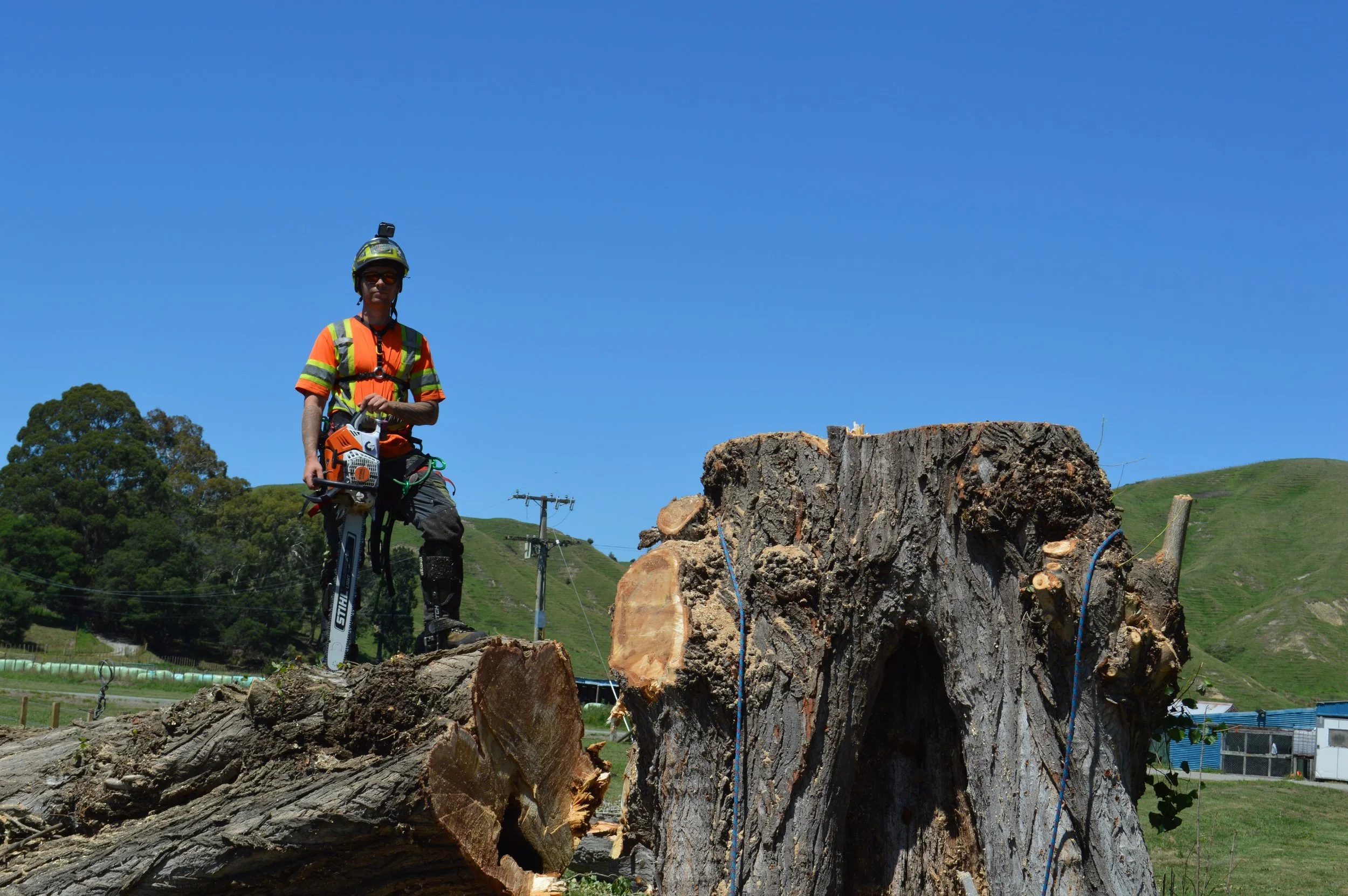 A person in safety gear standing next to a large tree trunk that has been cut down in a grassy area with hills and utility poles in the background.