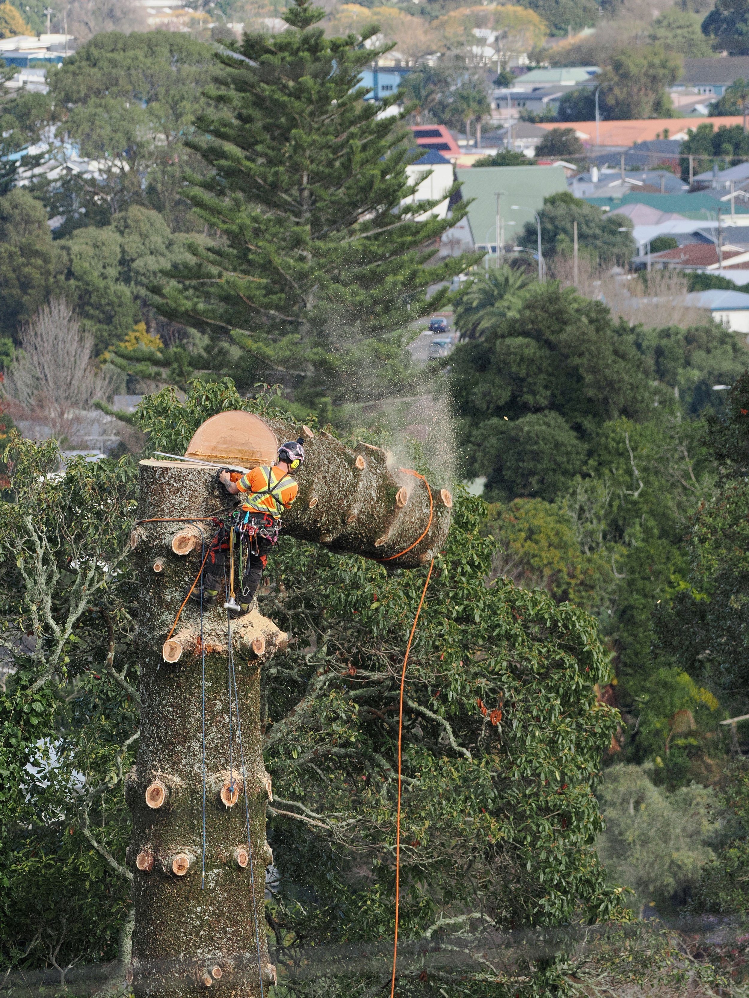 Tree worker in safety gear using power saw to cut a tall tree with a thick trunk, with a residential neighborhood and trees in the background.