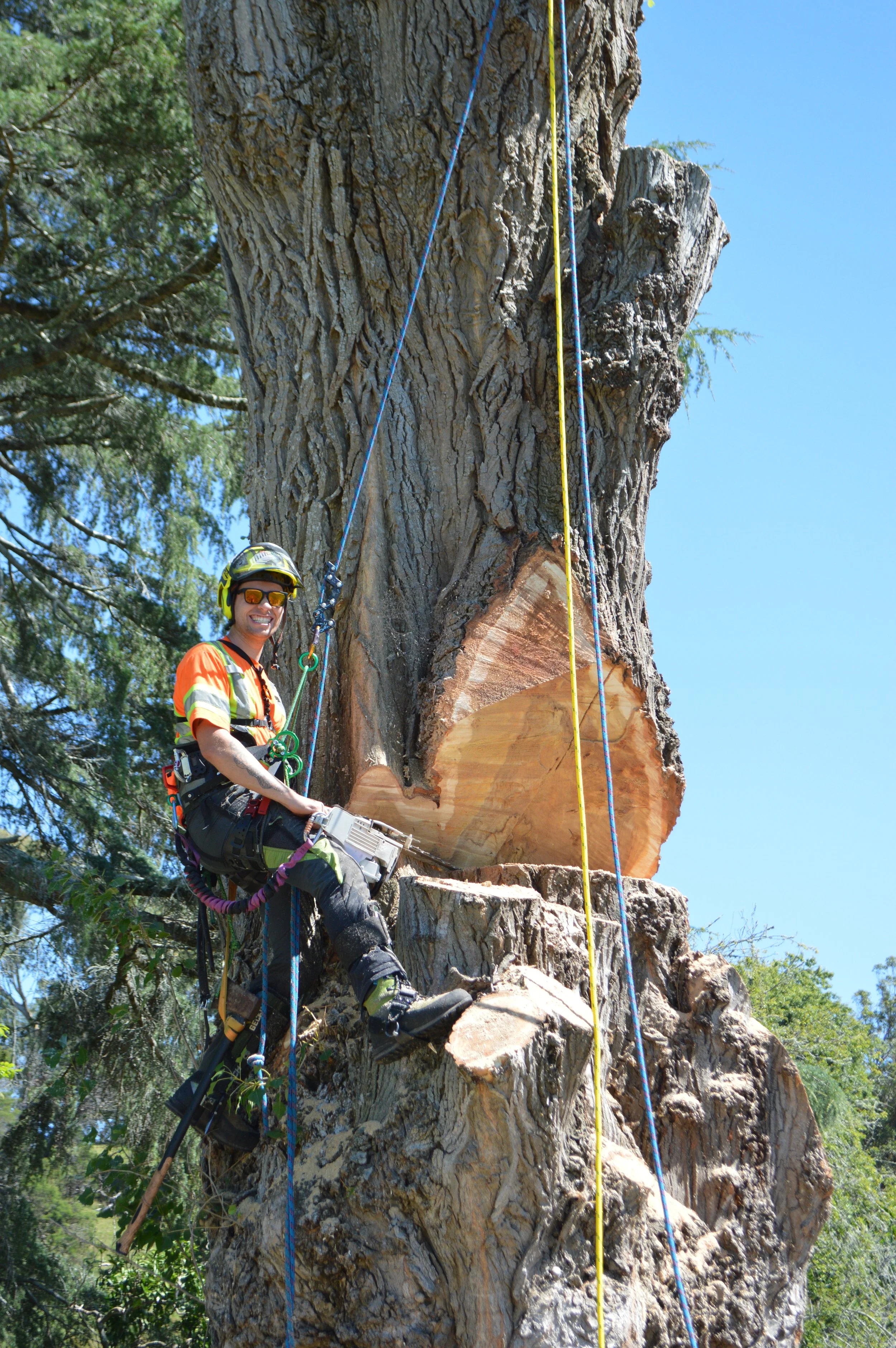 A person wearing safety gear, including a helmet and harness, is perched on the side of a large tree that has been cut and partially sawed. The person is smiling and appears to be working on or inspecting the tree, which is set against a clear blue sky with other trees in the background.