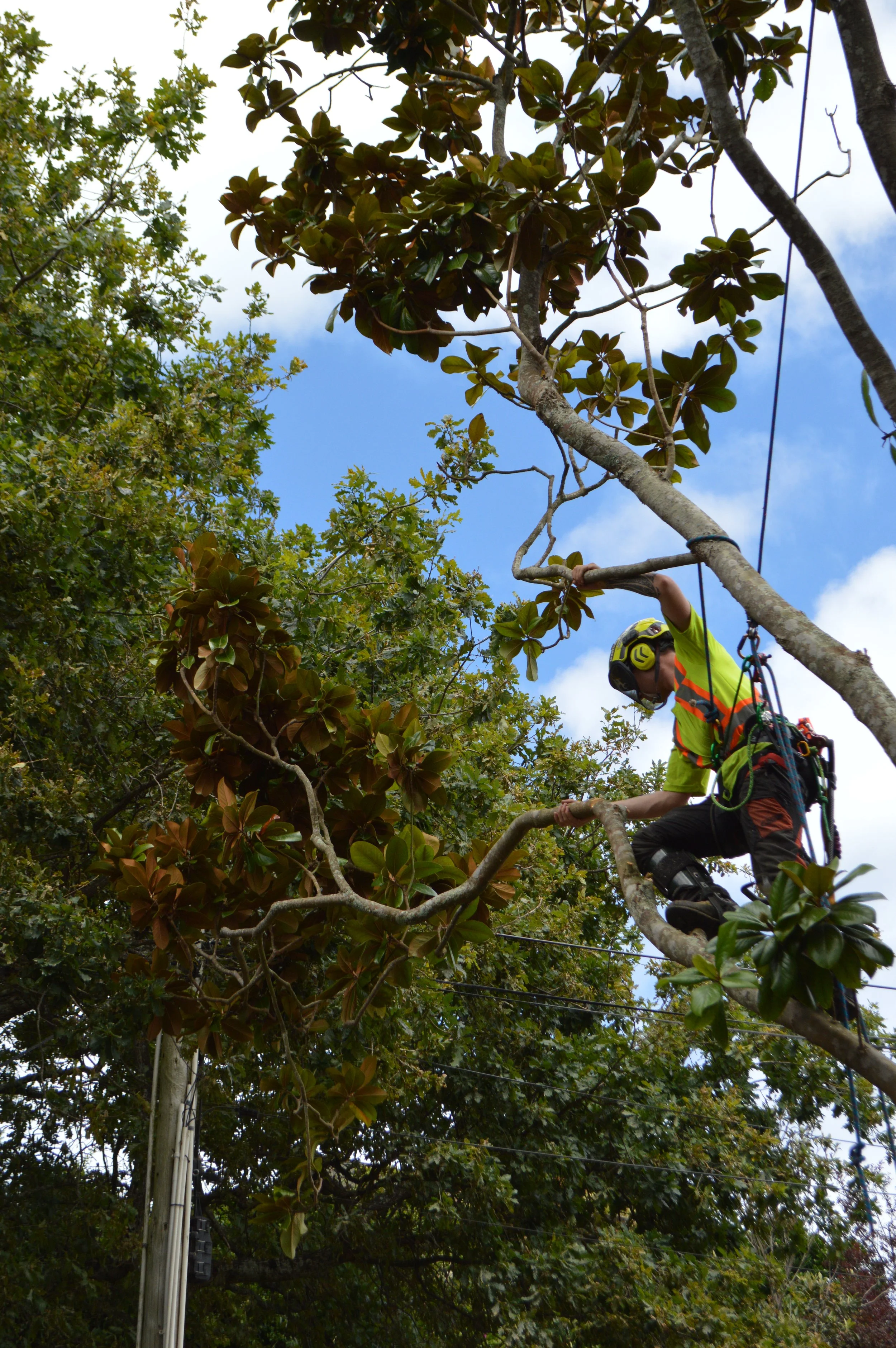 A person in protective gear and a helmet climbing a tree with the help of harness and ropes, surrounded by green leaves and a blue sky with clouds.