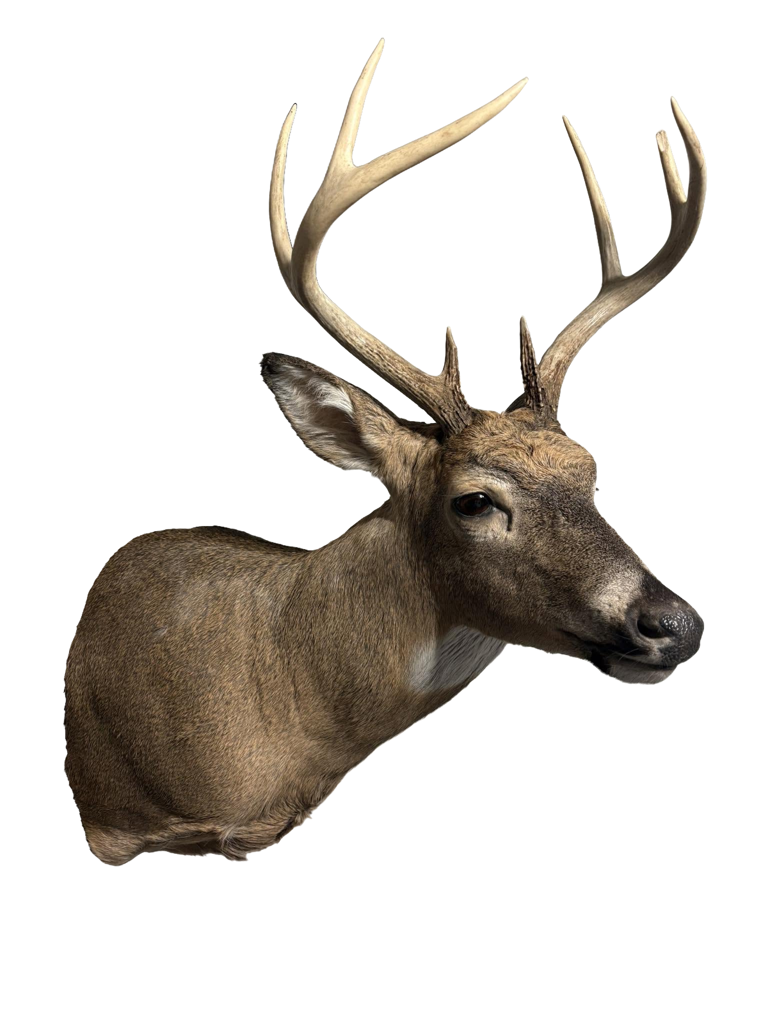 Close-up of a deer with large antlers, facing to the right.