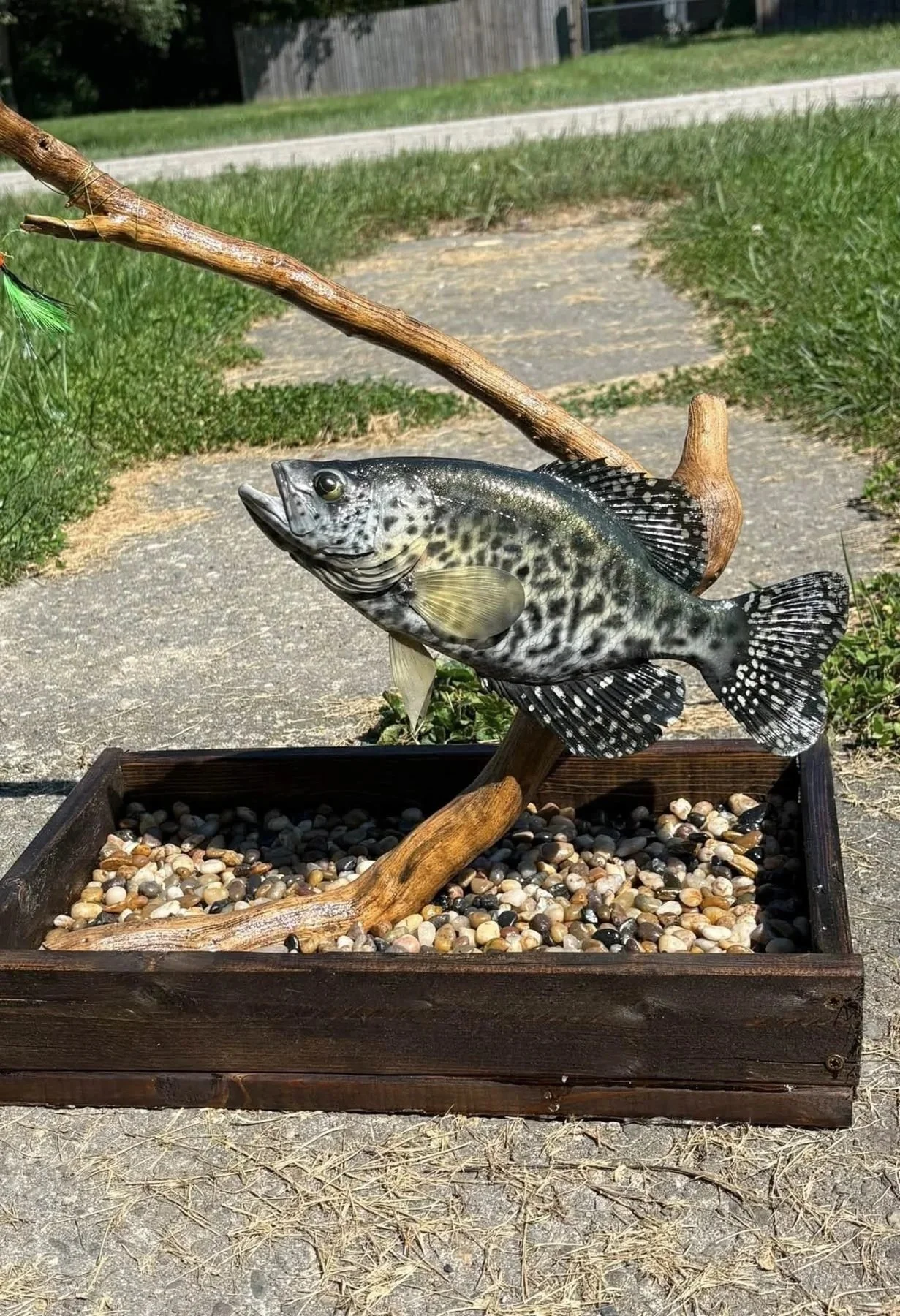 Black crappie fish mount on driftwood with river rock base, Bakers Acres Taxidermy, Indiana