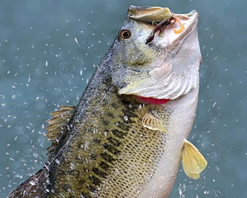 A large fish caught with a fishing hook in its mouth, surrounded by water droplets.