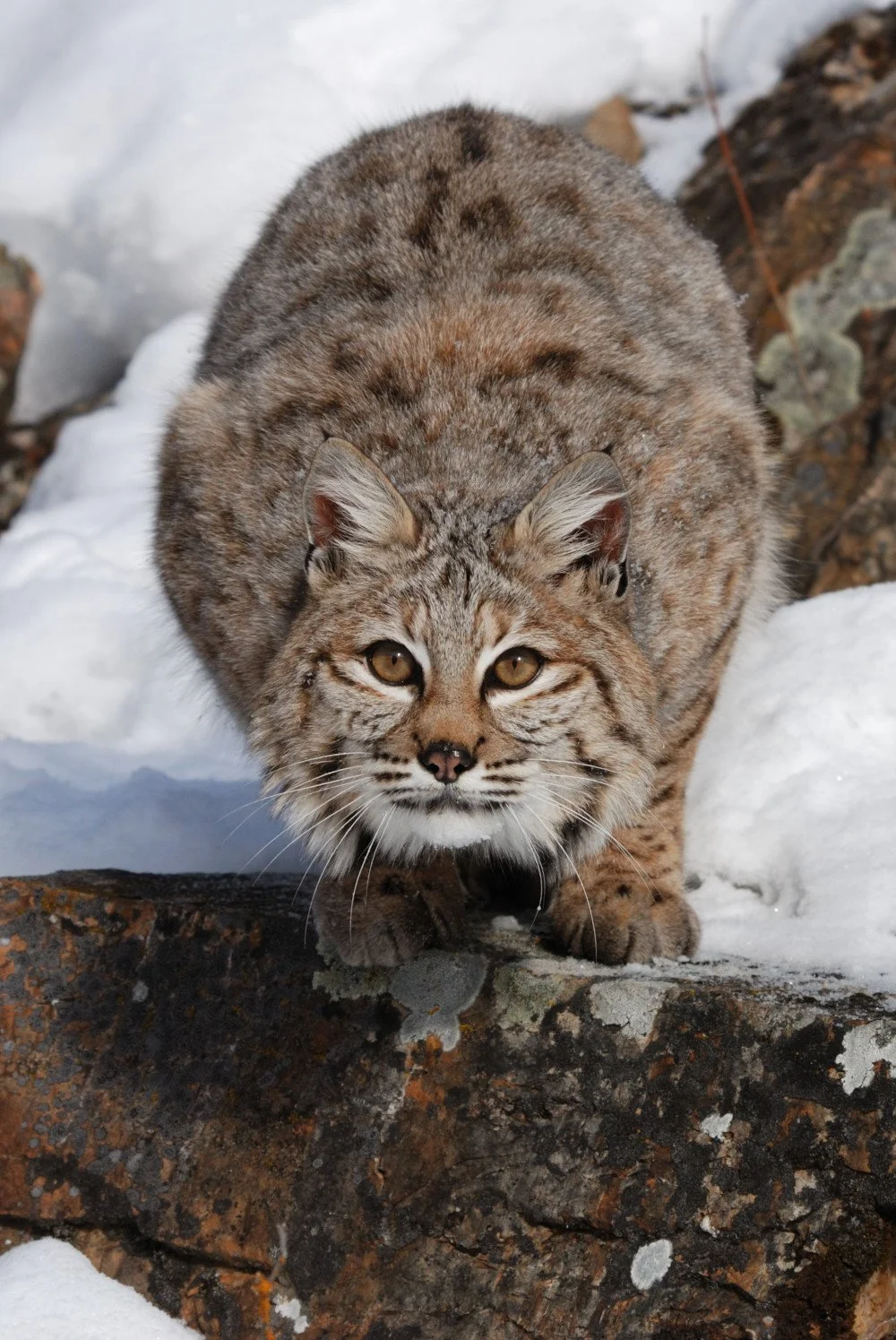 A mountain lion crouched on snow-covered ground, facing the camera amidst rocky terrain.