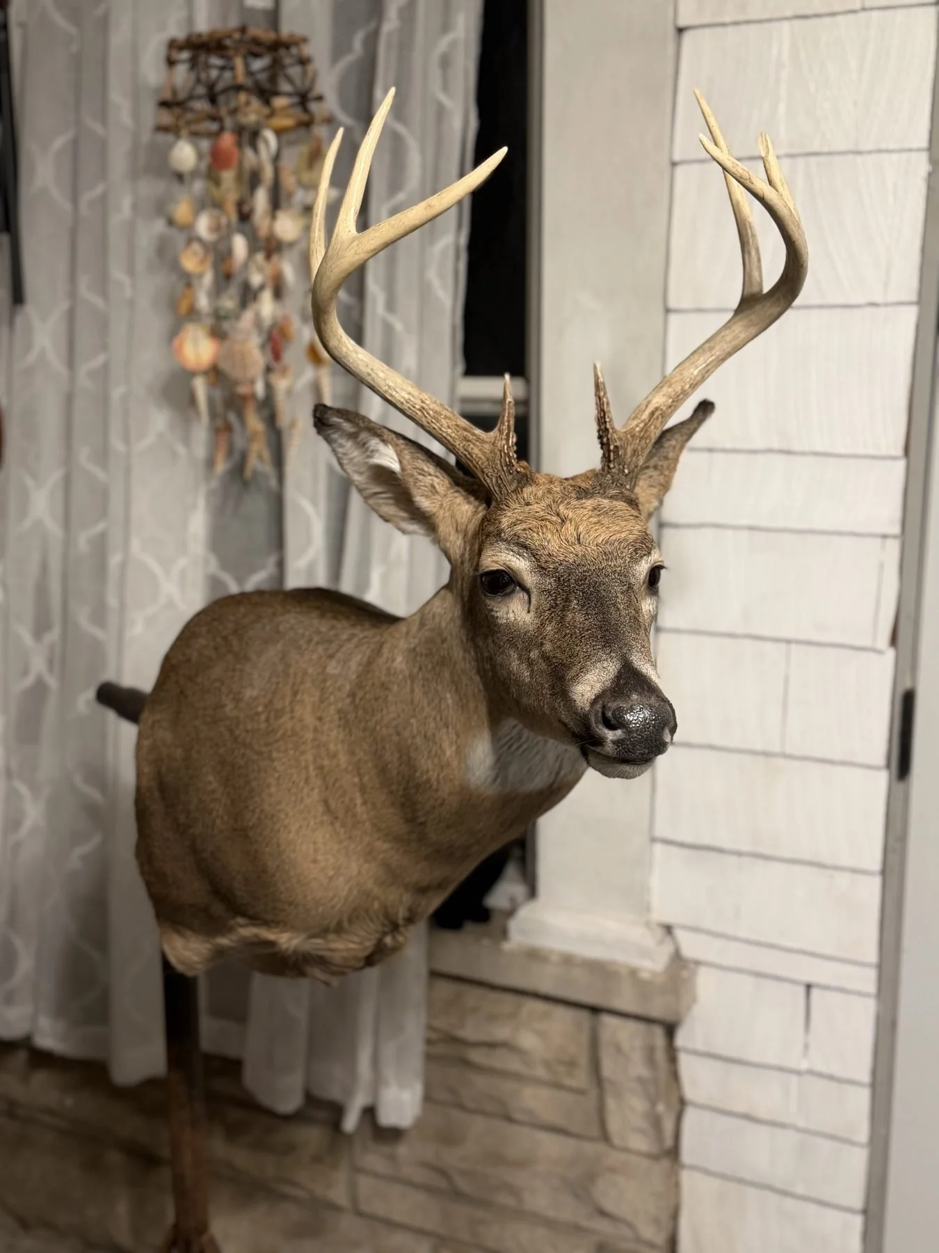 Eight-point whitetail deer shoulder mount, Indiana taxidermy