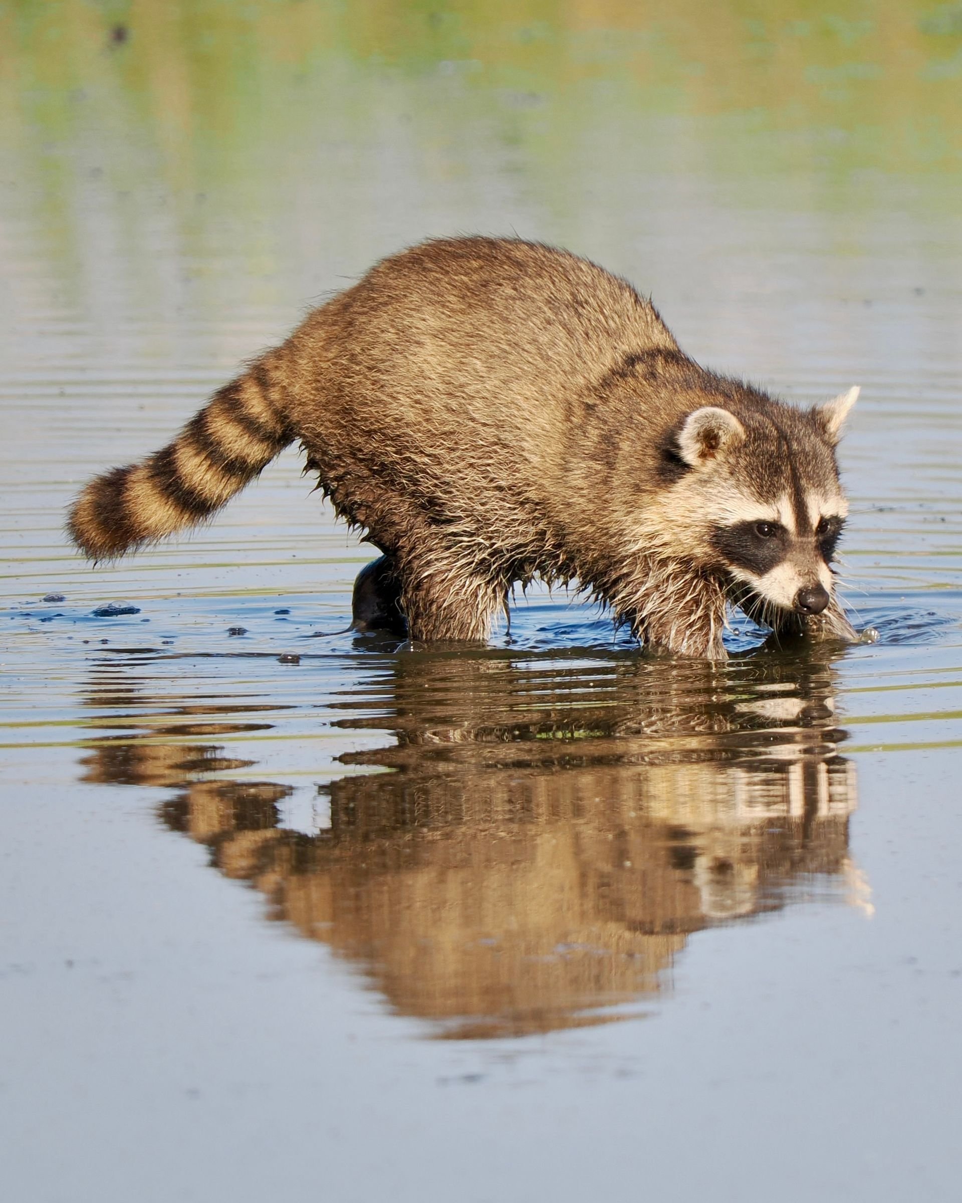 A raccoon standing in shallow water, with its reflection visible on the water surface, and a blurred background of greenery.