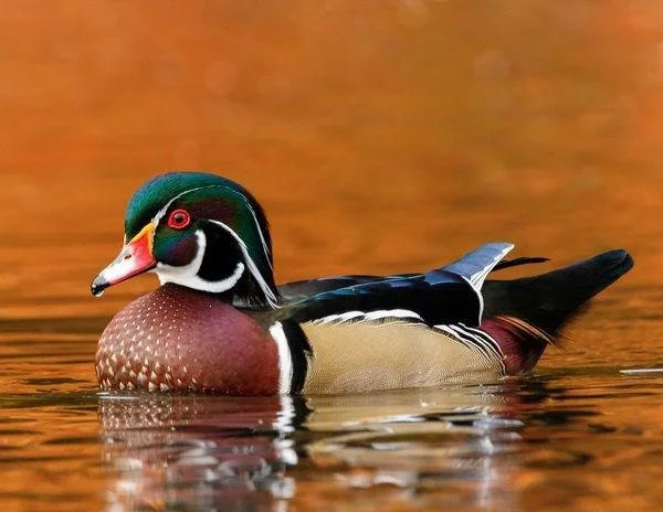 A male wood duck swimming in water with a reflection of his colorful head and body, against a warm, orange-toned background.