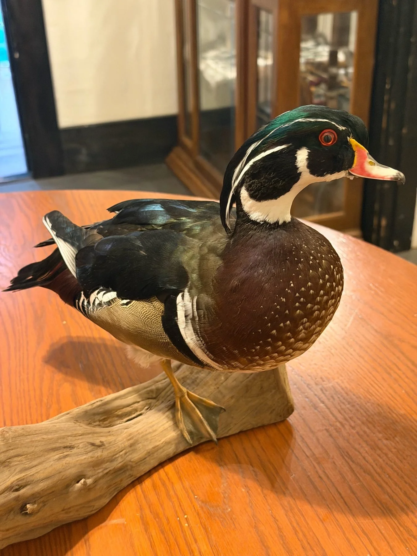 Drake wood duck mount on driftwood, Bakers Acres Taxidermy, Indiana