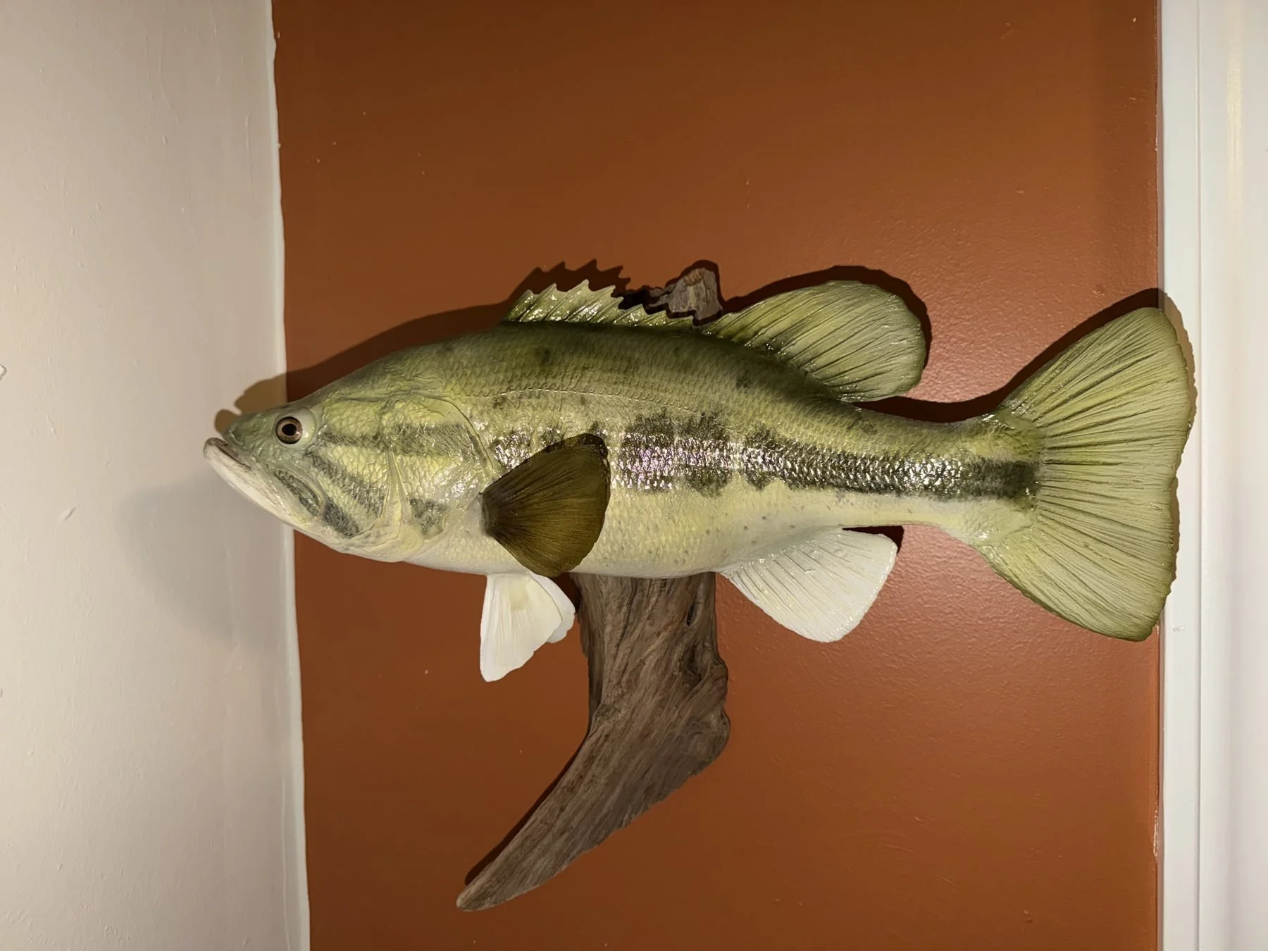 Largemouth bass fish mount on driftwood, Bakers Acres Taxidermy, Indiana