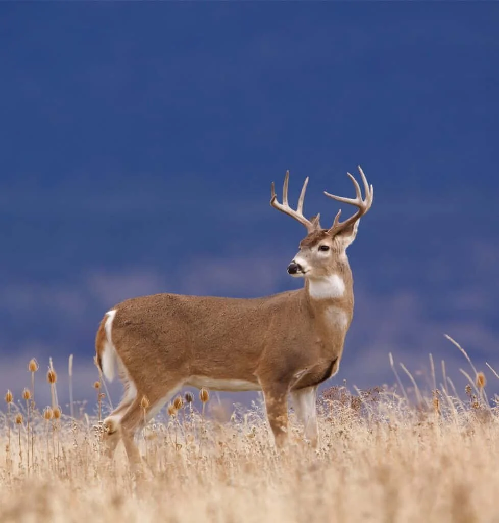 A deer standing in a field of dry grass under a dark sky.