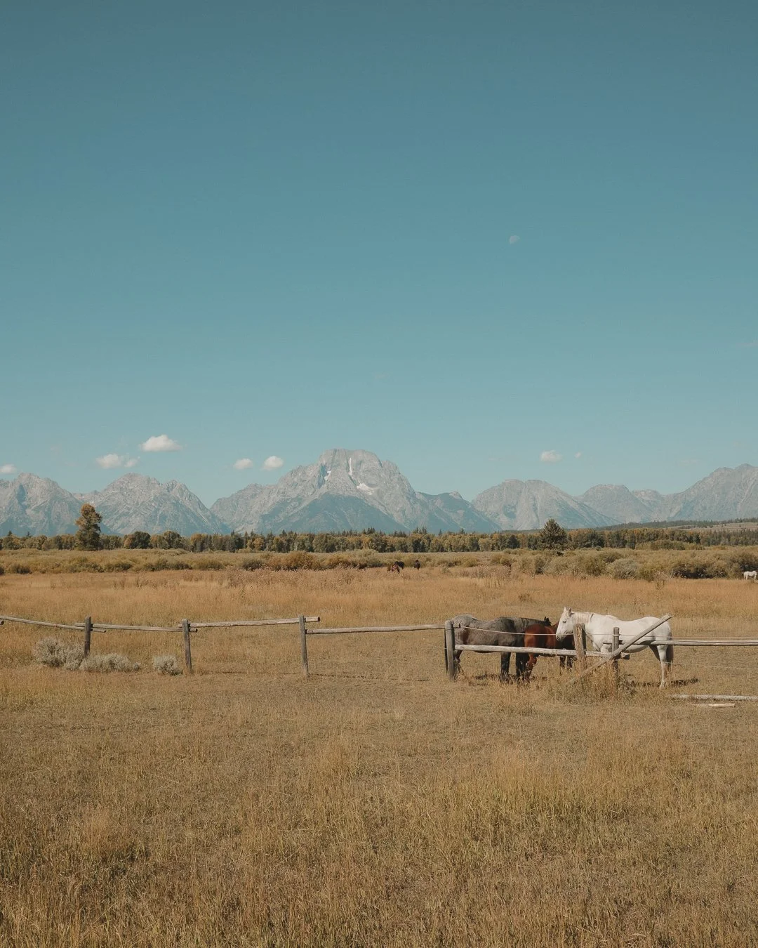 A pastoral scene with three horses standing near a wooden fence in a grassy field, mountain range in the background, under a clear blue sky.