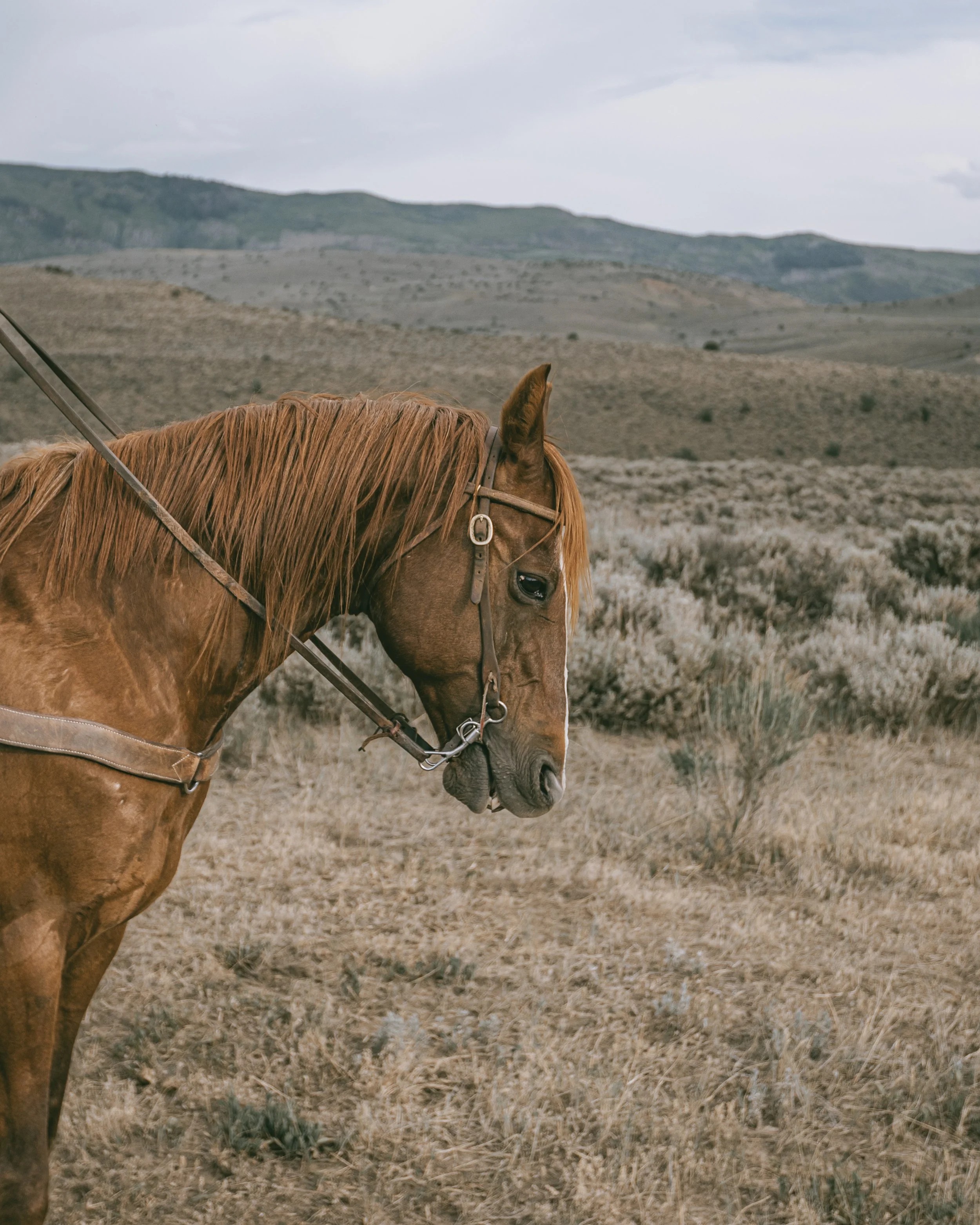 A brown horse with a saddle and bridle stands in a dry, grassy field with rolling hills and cloudy sky in the background.