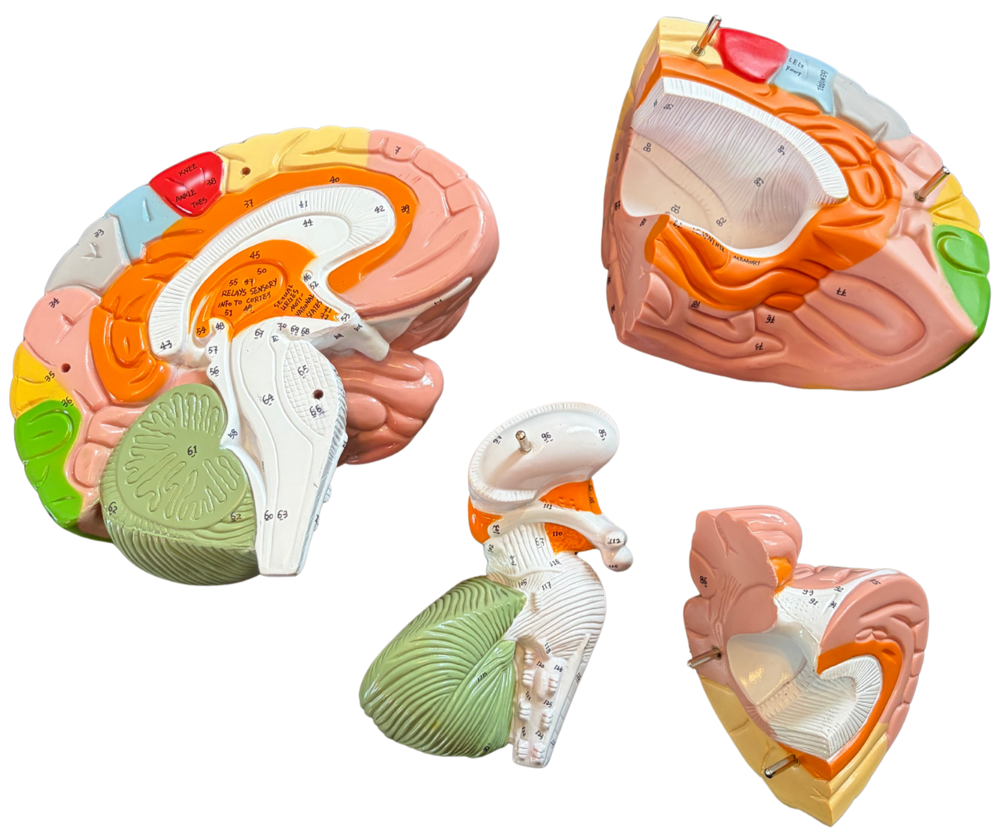Colorful anatomical model of the human brain showing different sections and numbered parts.