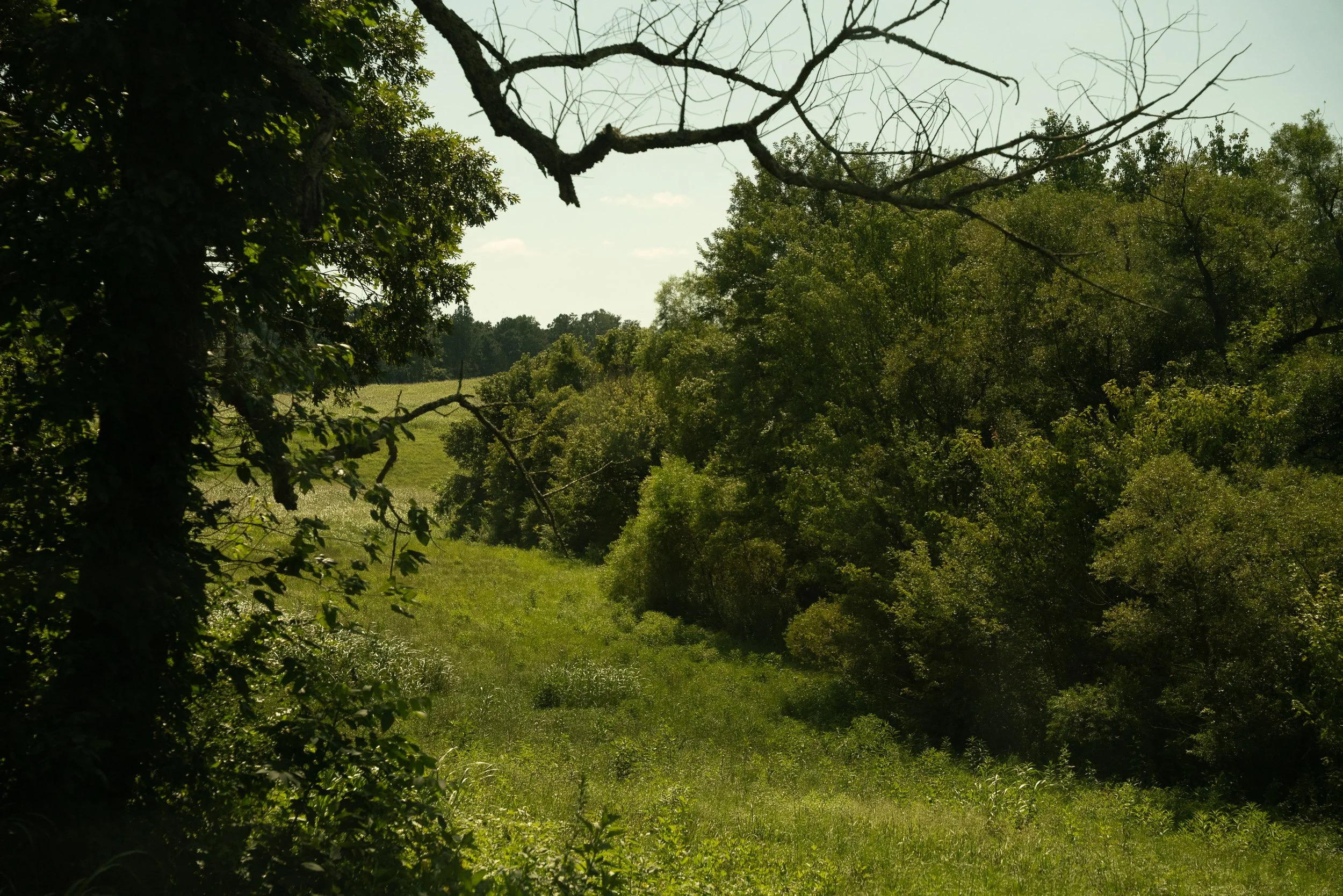 A lush green outdoor landscape featuring trees, bushes, and grass, with a partly cloudy sky in the background.