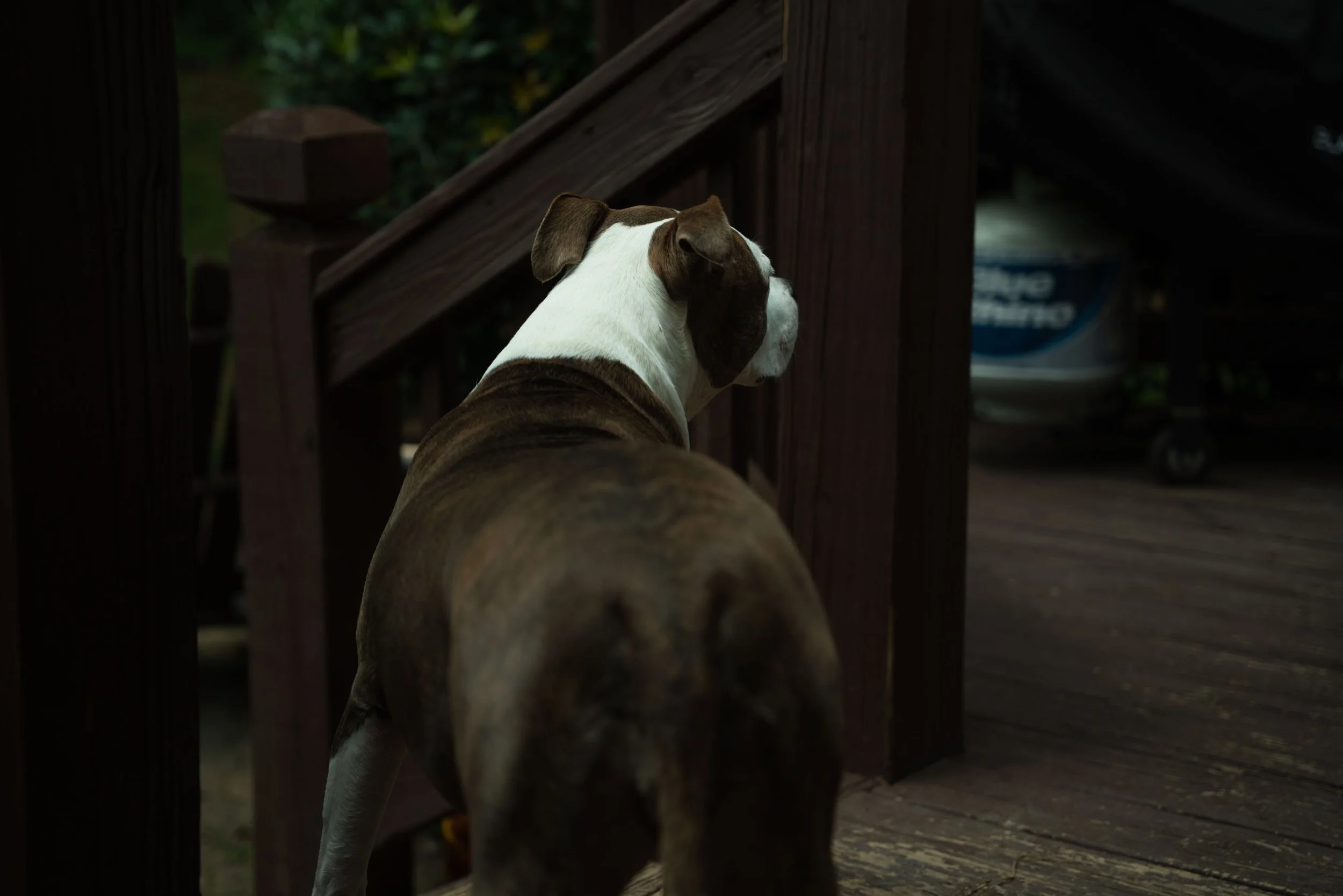 A dog with a white and brown coat looking through wooden stairs in a backyard or garden area.