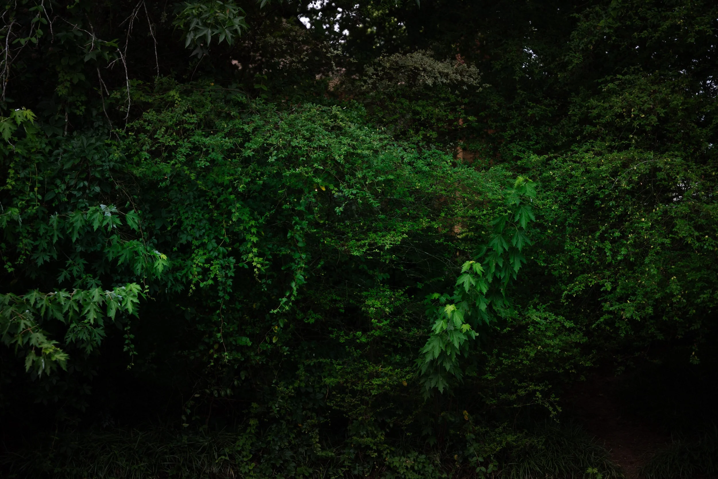 Dense green foliage of trees and bushes in a forest.