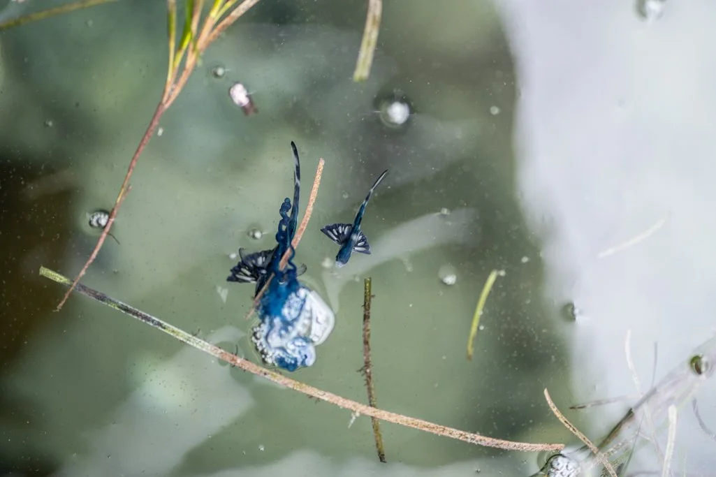 Bluebottle-fish Australia – Nomeus gronovii Facts &amp; Sighting