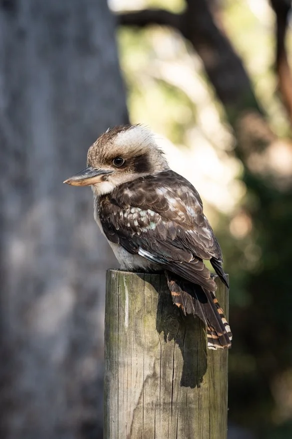 campingtrip-kookaburra-2.jpg