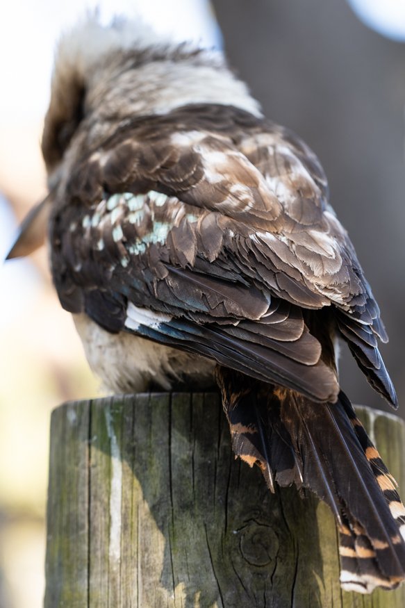 campingtrip-kookaburra.jpg