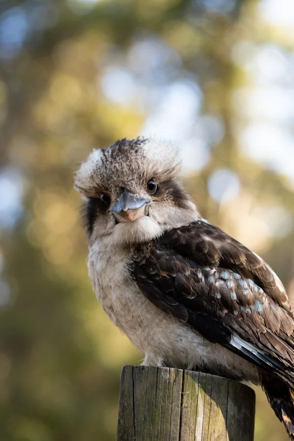 kookaburra-close-up.jpg