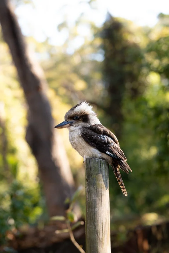 kookaburra-close-up-2.jpg