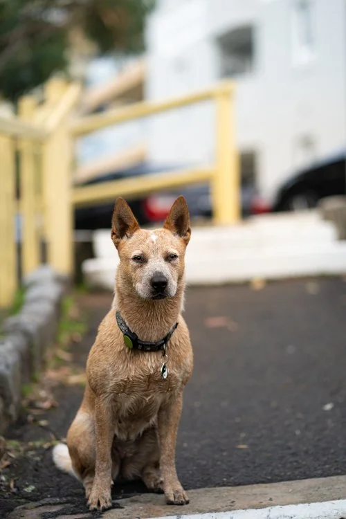 manly-nsw-lifestyle-9.jpg