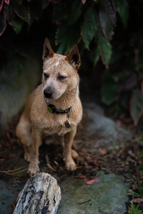 red-heeler-nsw-2.jpg