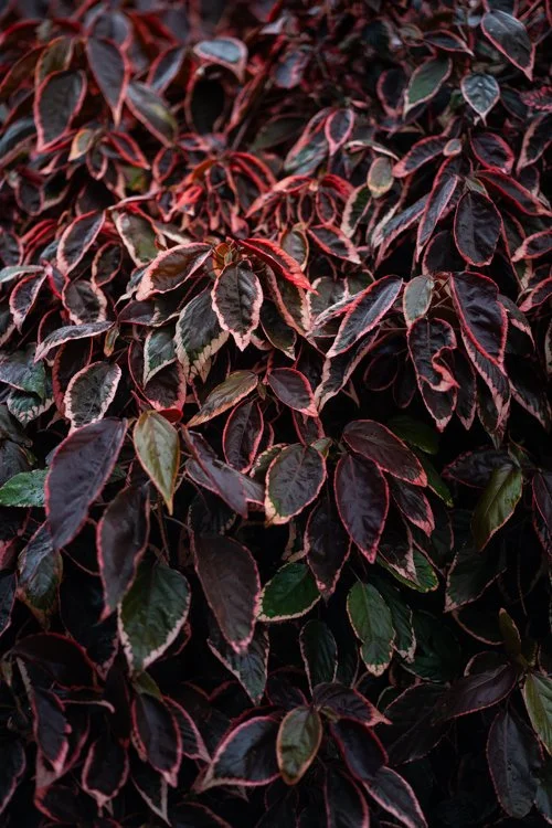 plants.jpg