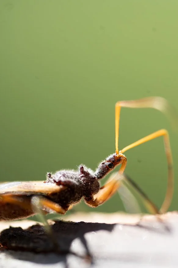 Small Lives: A Few Insects, Up Close